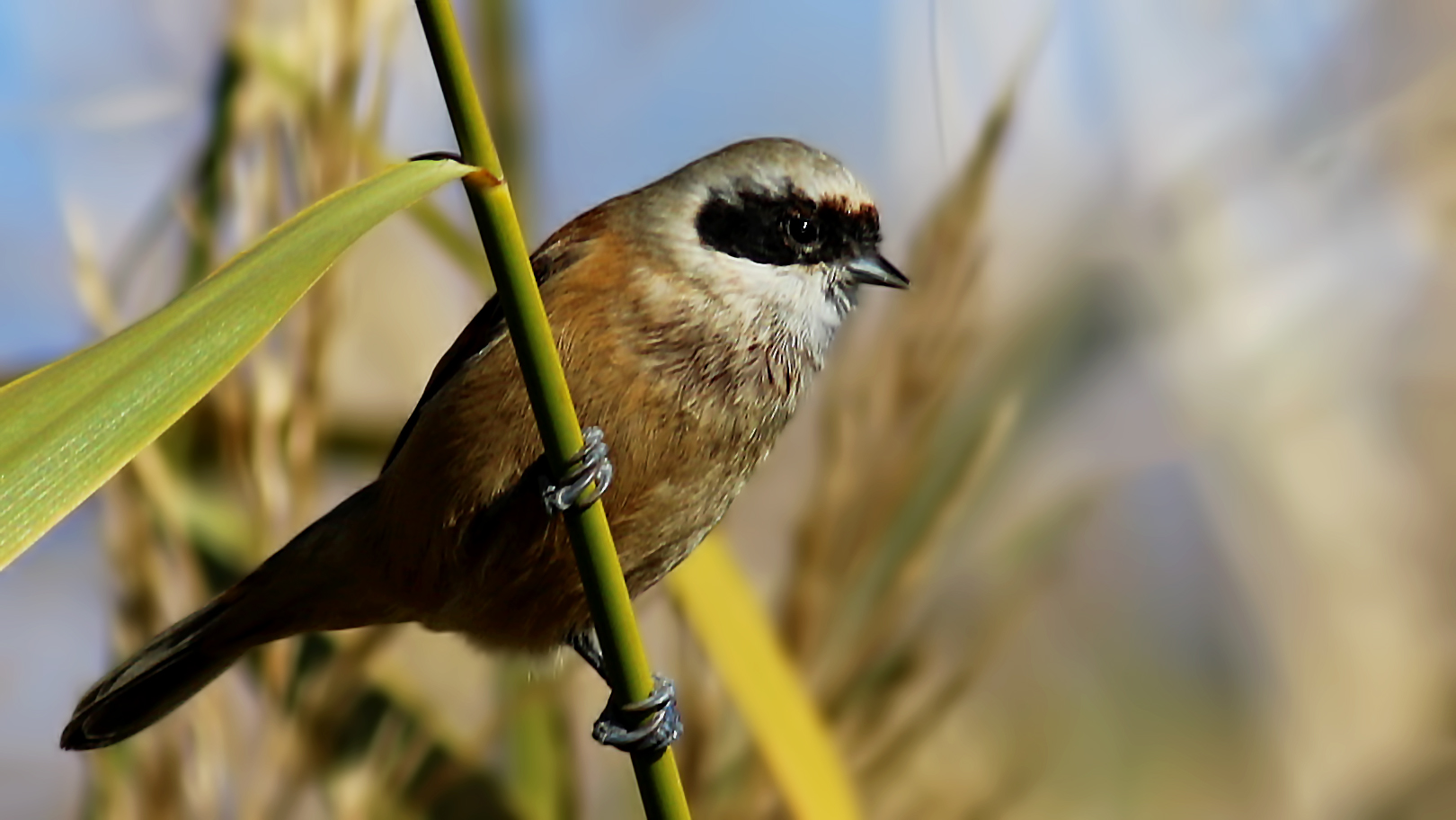 Eurasian Penduline-Tit