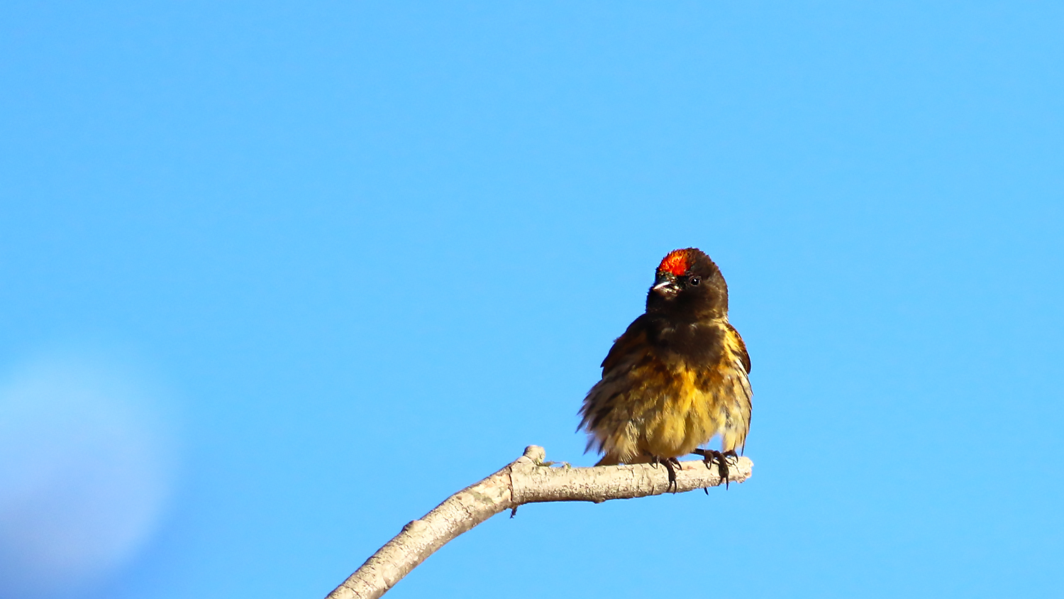 Fire-fronted Serin — Ana fotoğraf
