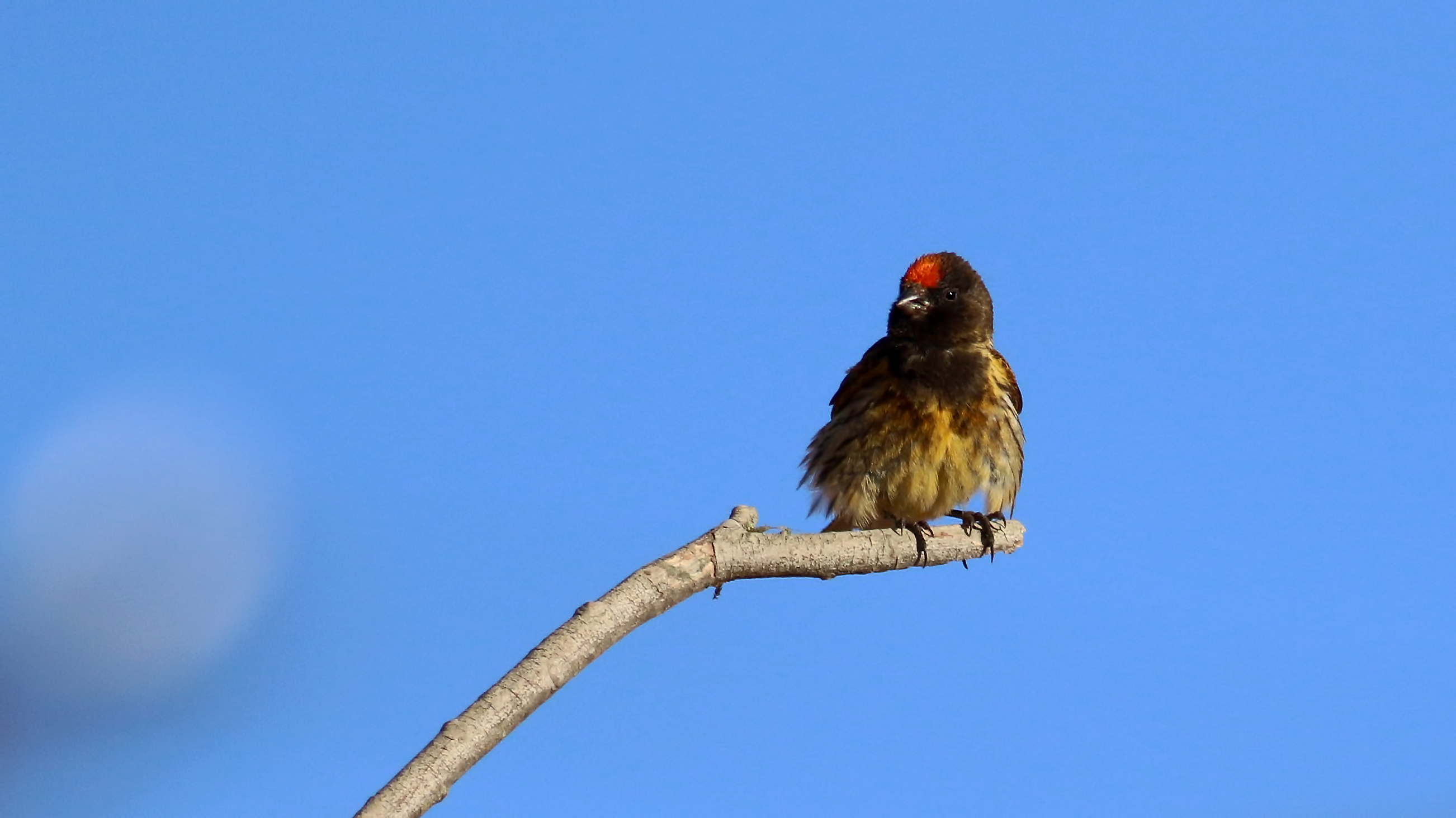 Fire-fronted Serin