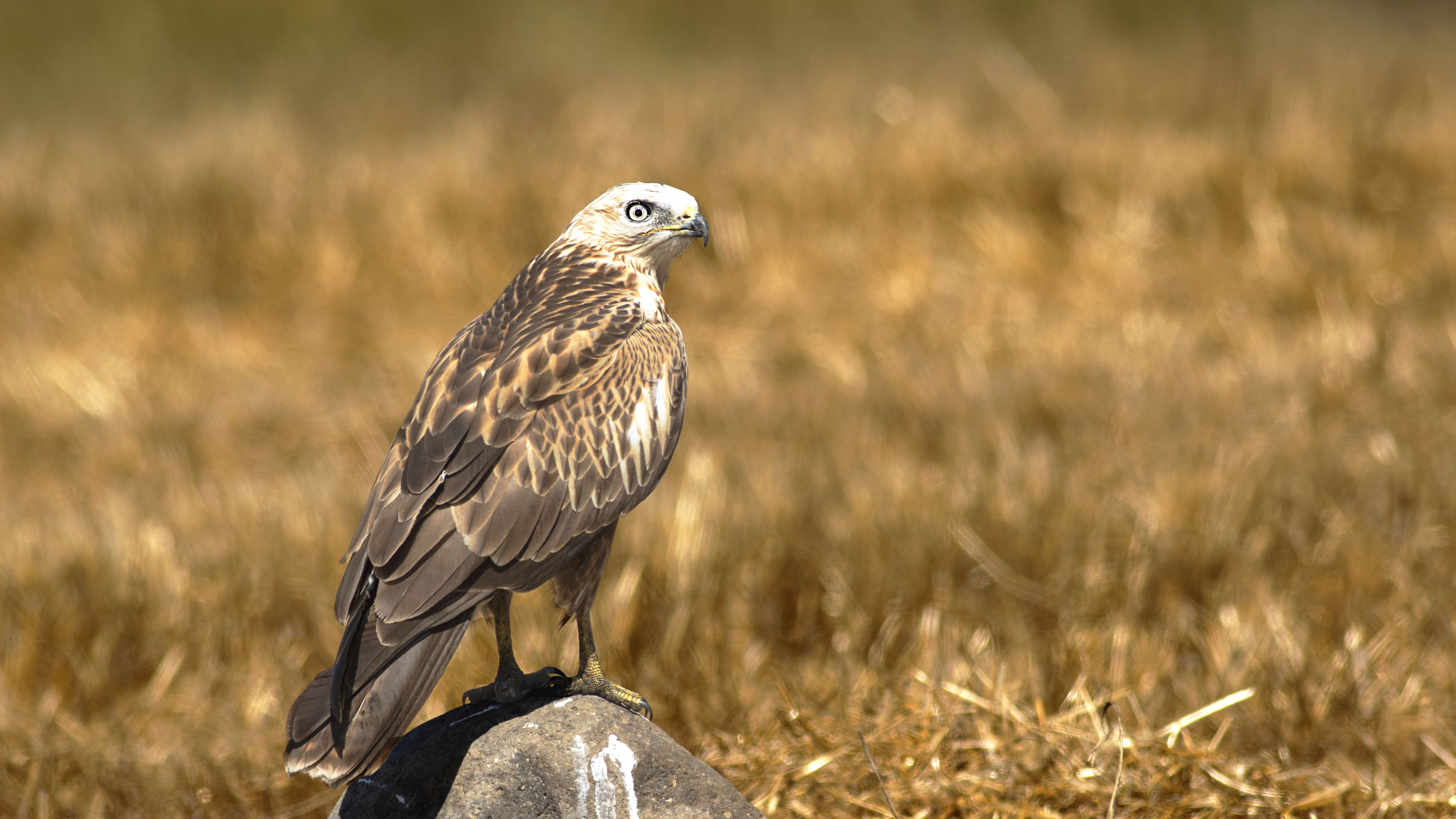 Long-legged Buzzard