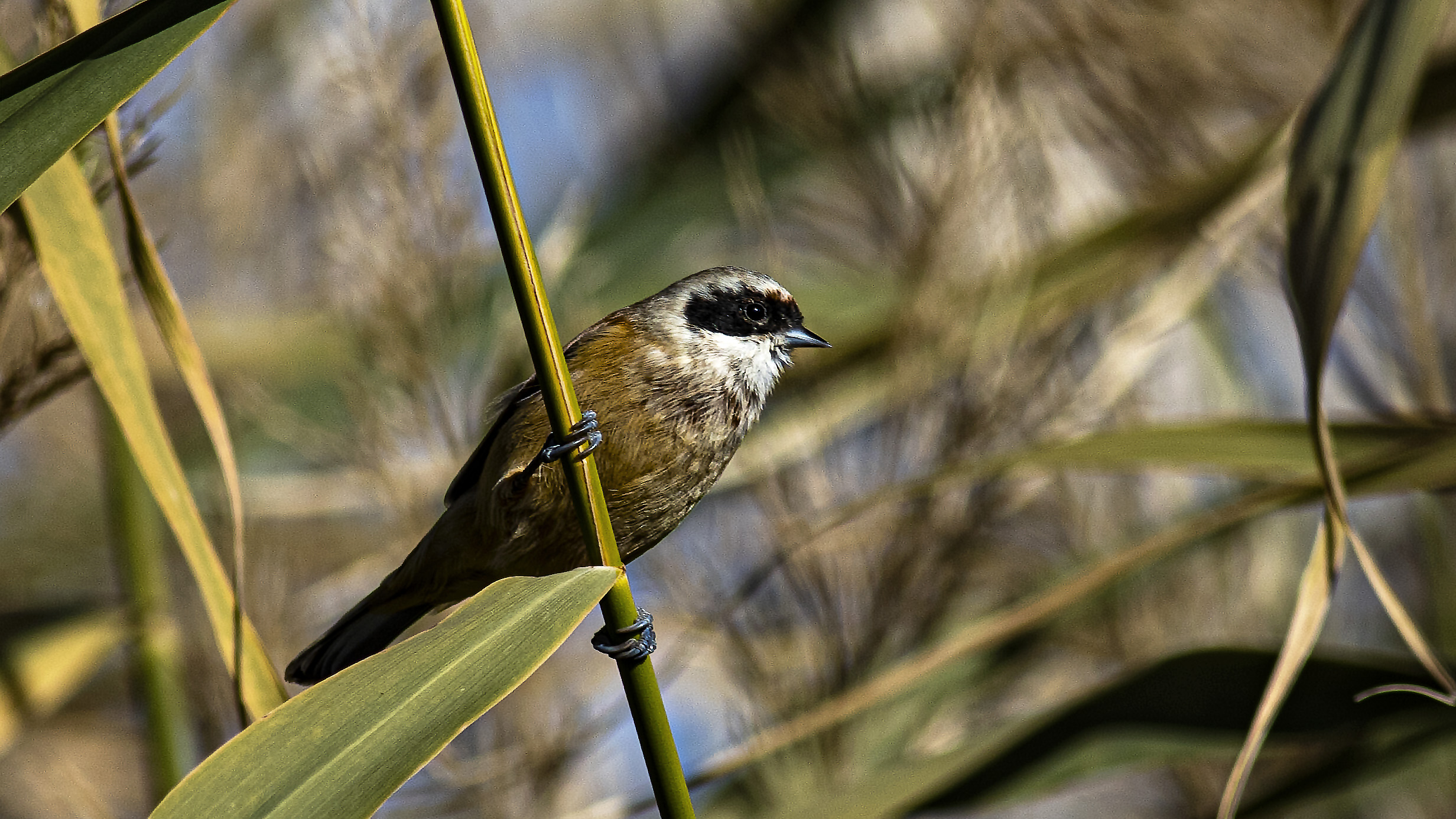 Eurasian Penduline-Tit