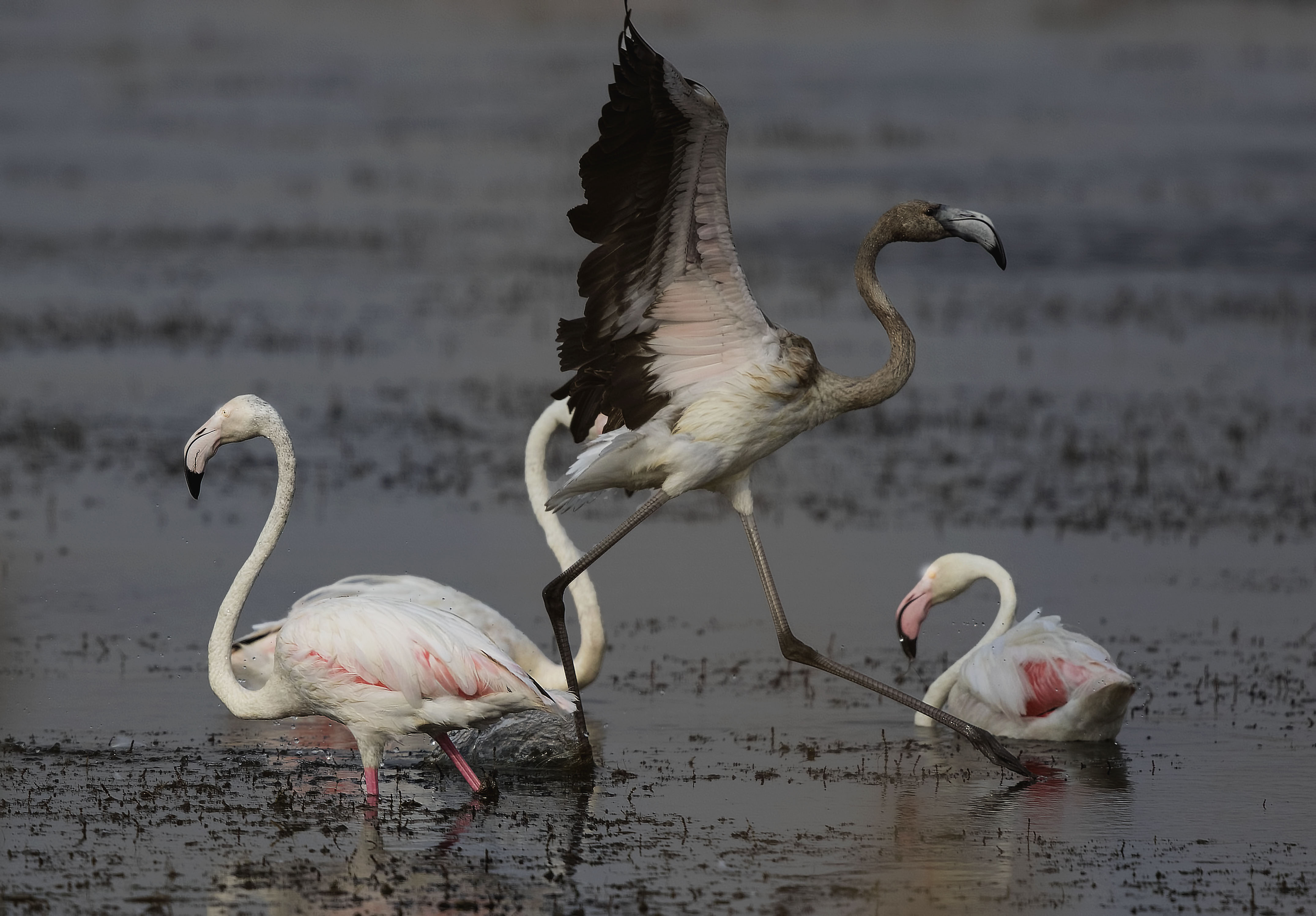 Greater Flamingo