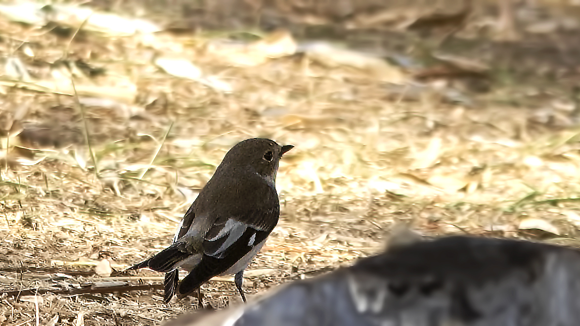 Collared Flycatcher