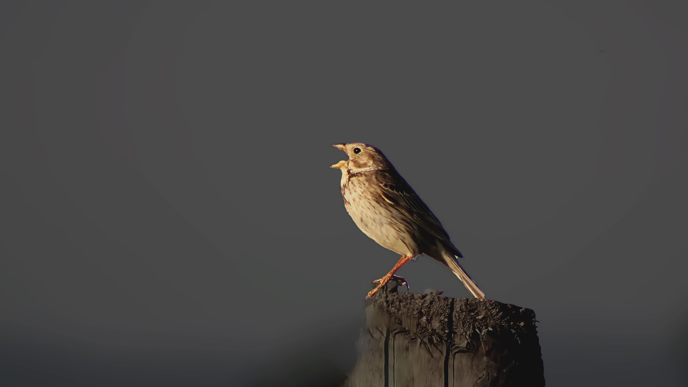 Corn Bunting