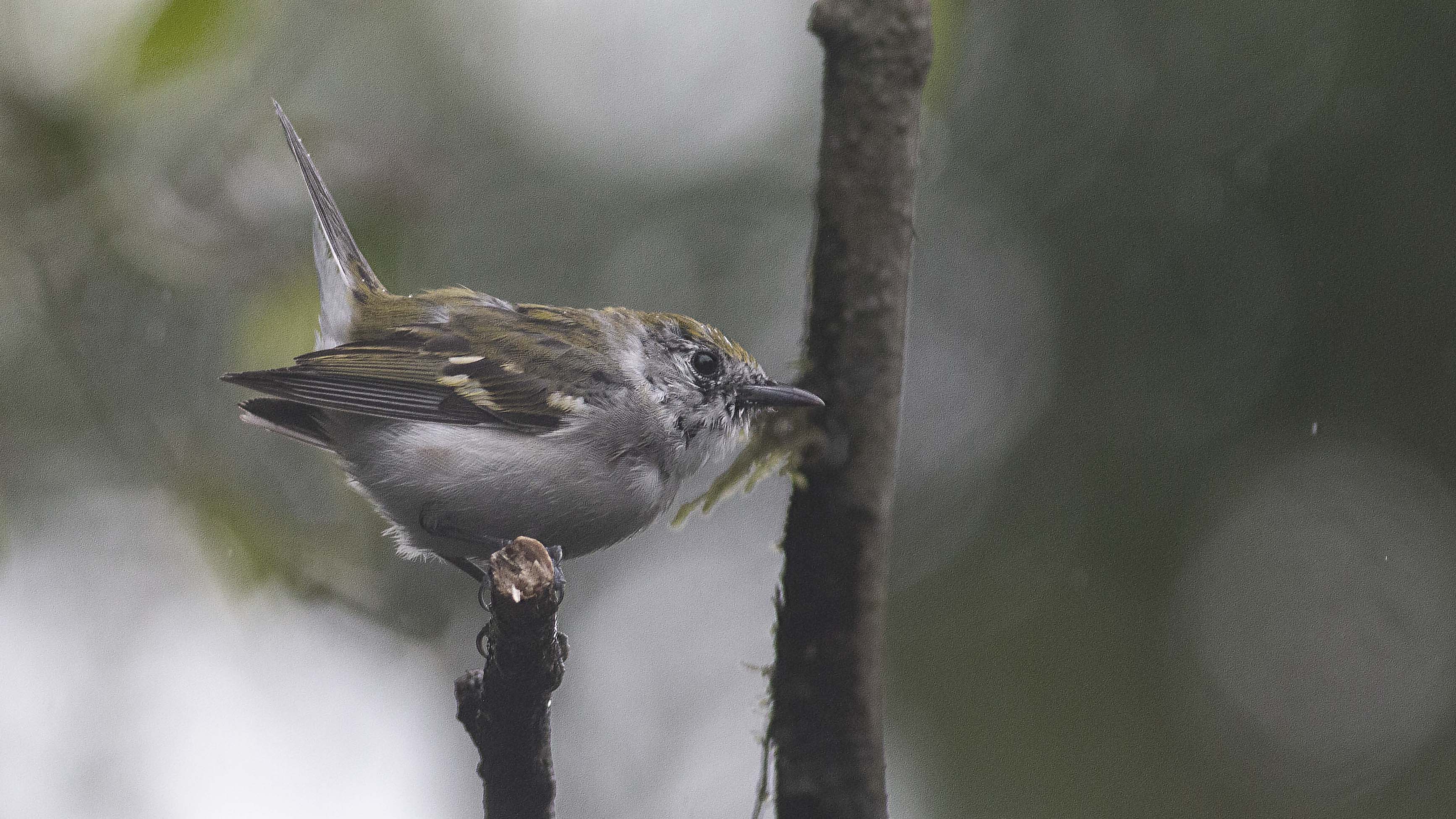 Acadian Flycatcher