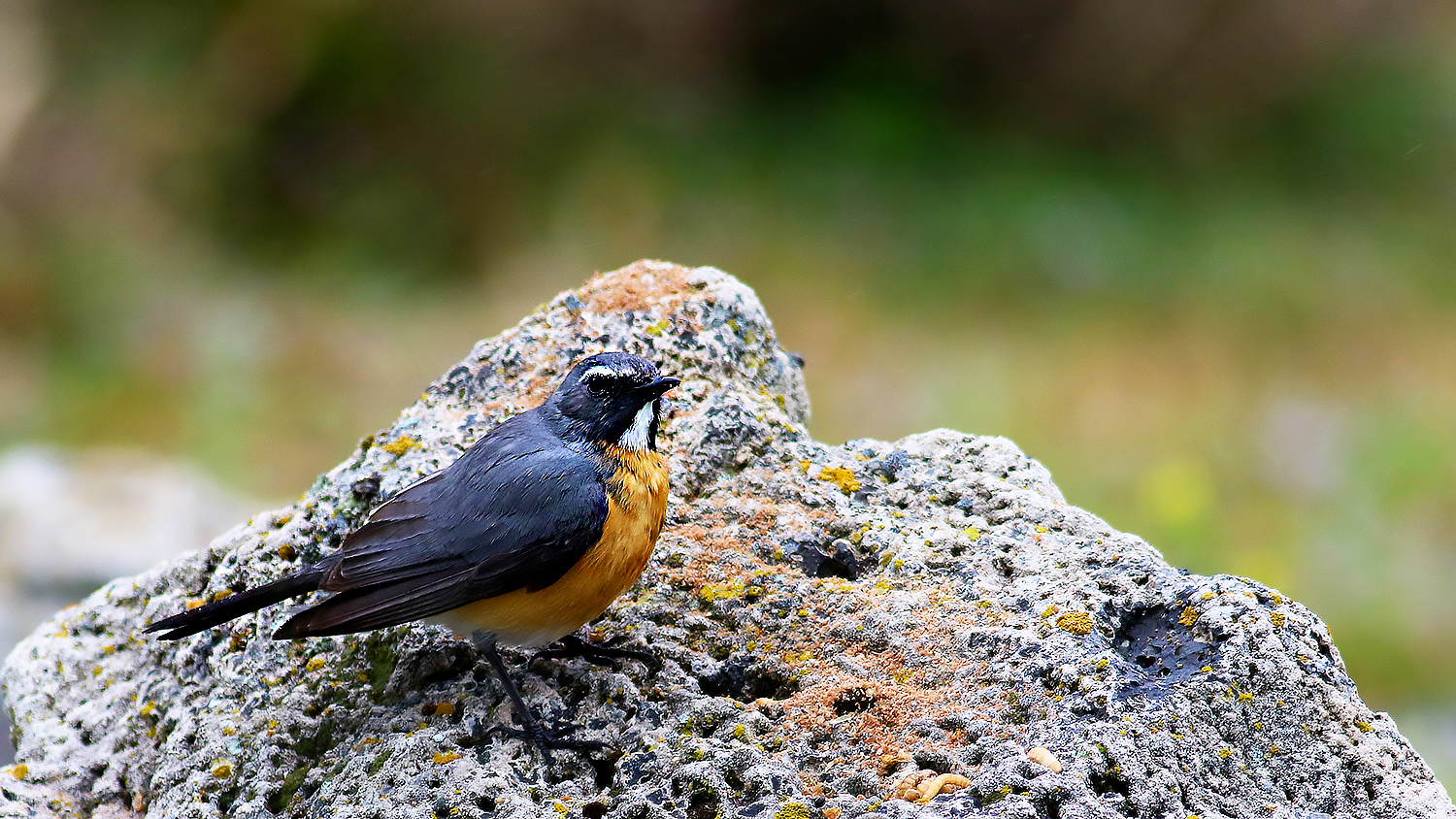 White-throated Robin