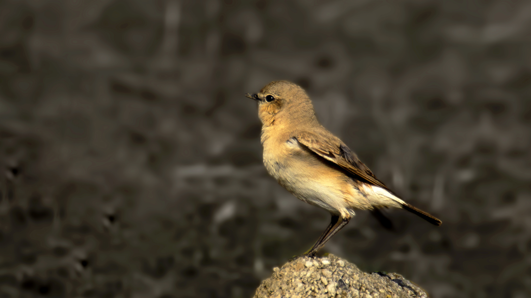 Isabelline Wheatear
