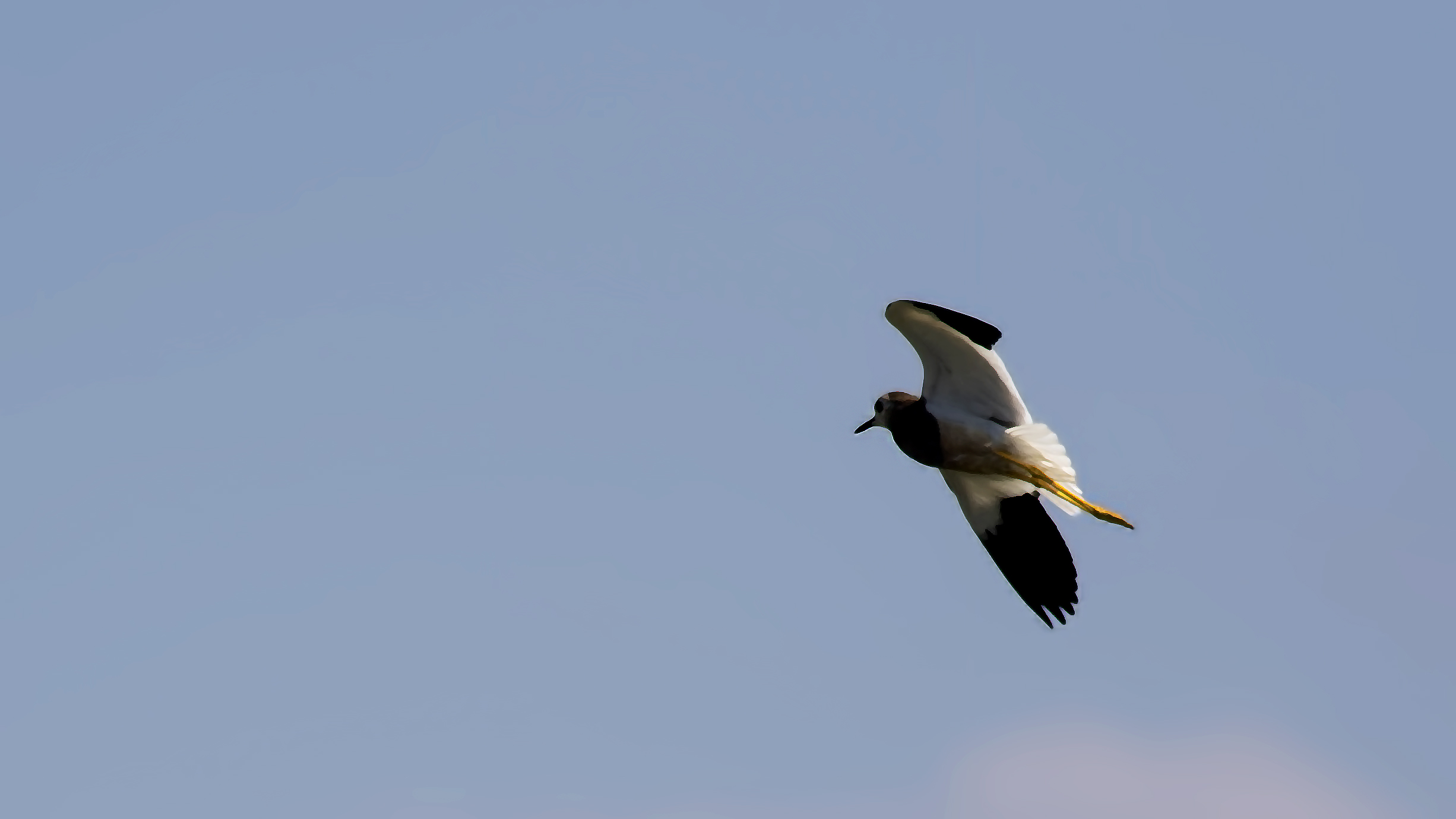 White-tailed Lapwing