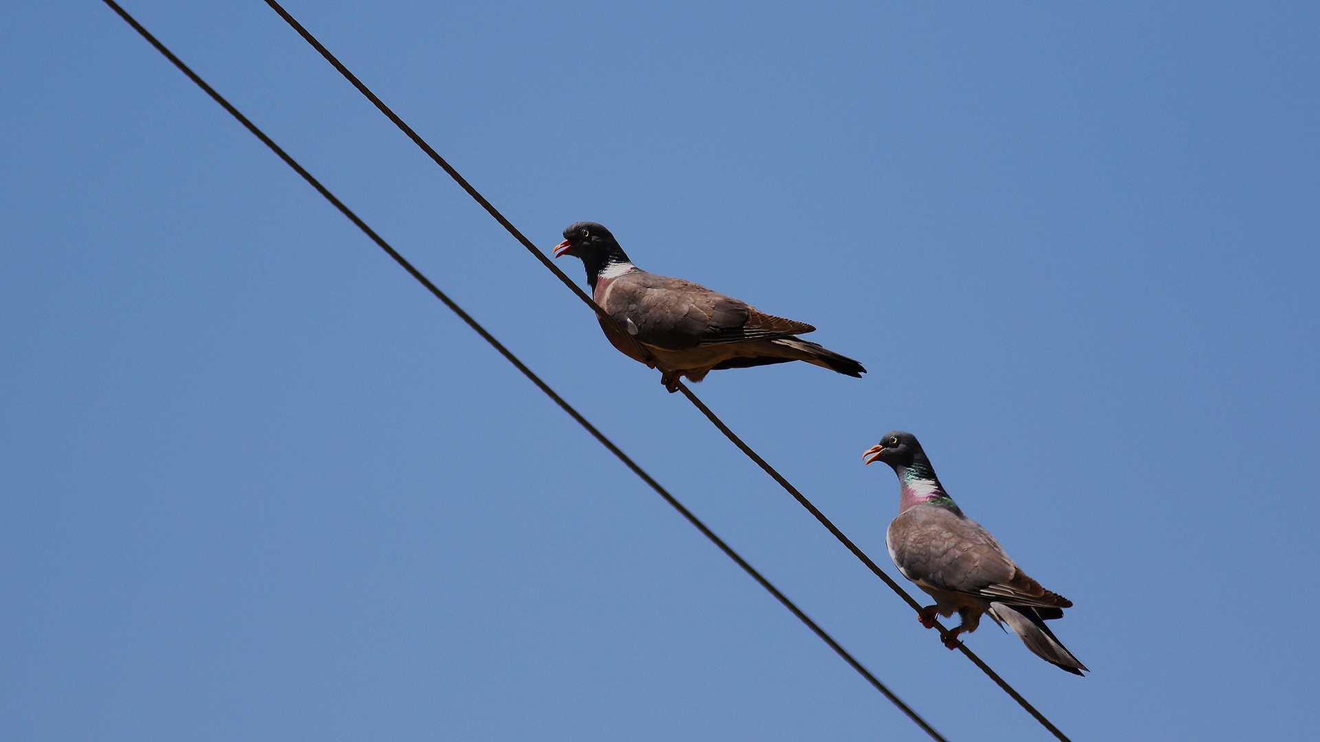Common Wood-Pigeon