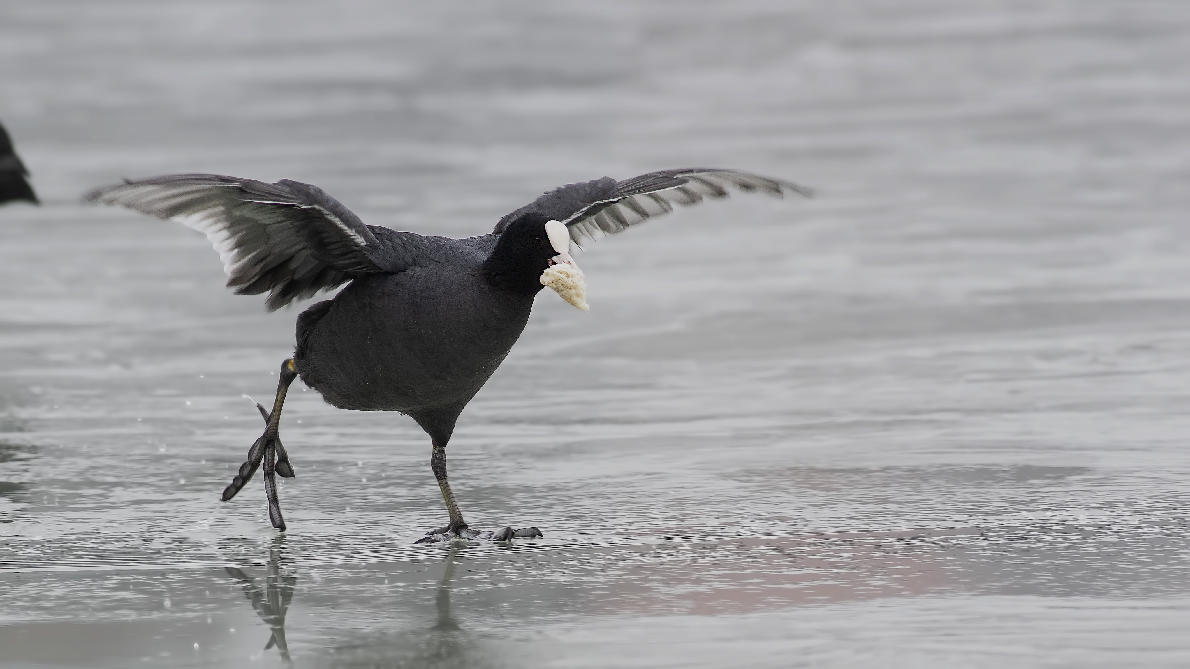 Eurasian Coot