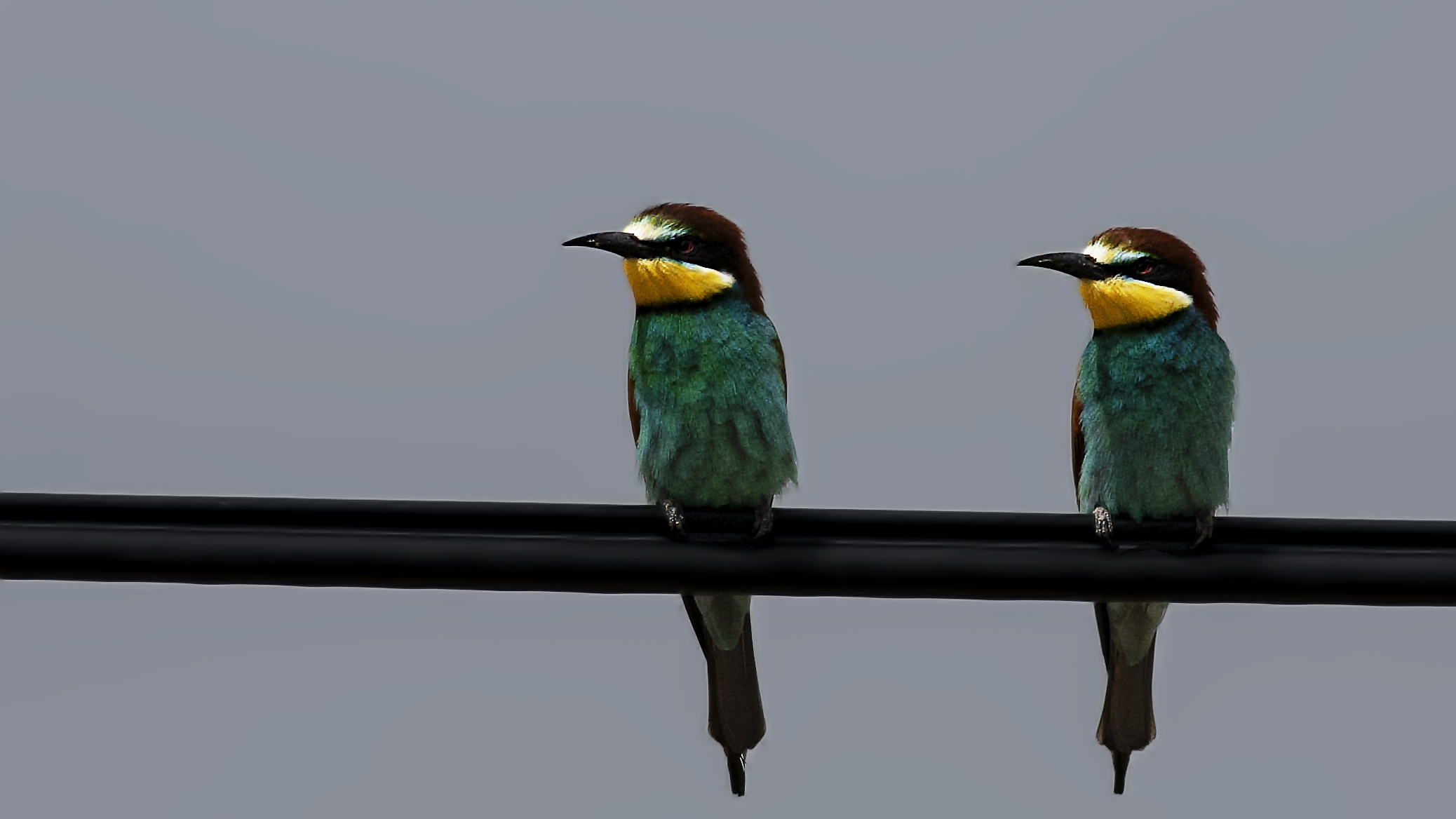 European Bee-eater
