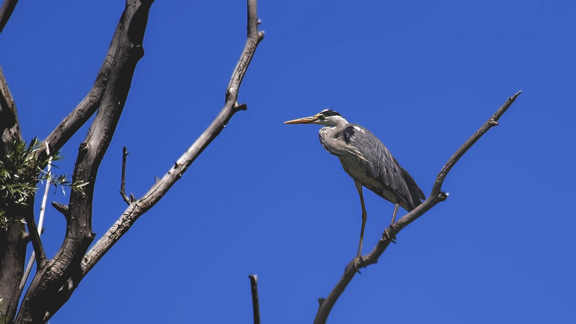 Gray Heron