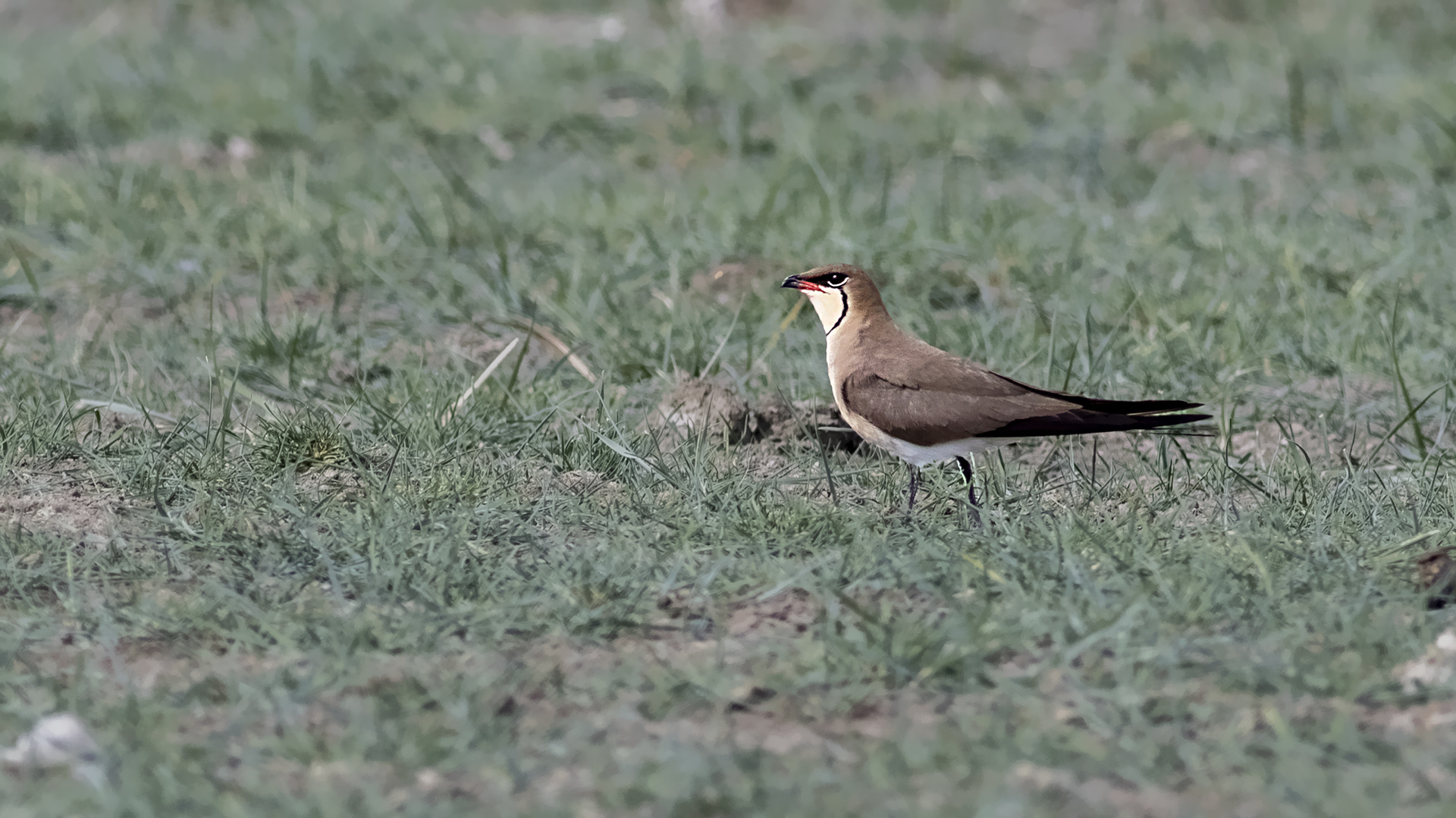 Collared Pratincole