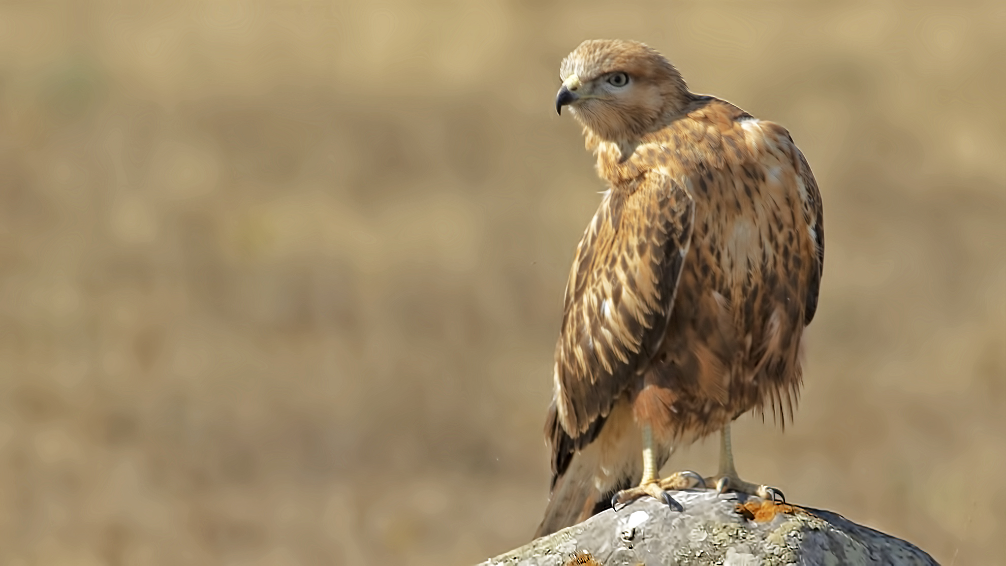 Long-legged Buzzard