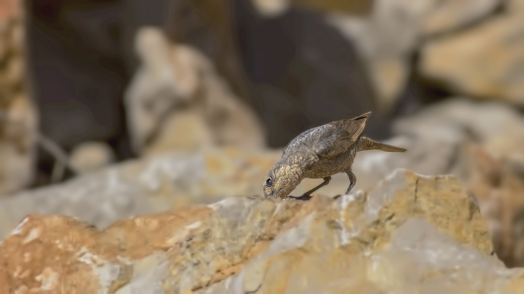Blue Rock-Thrush