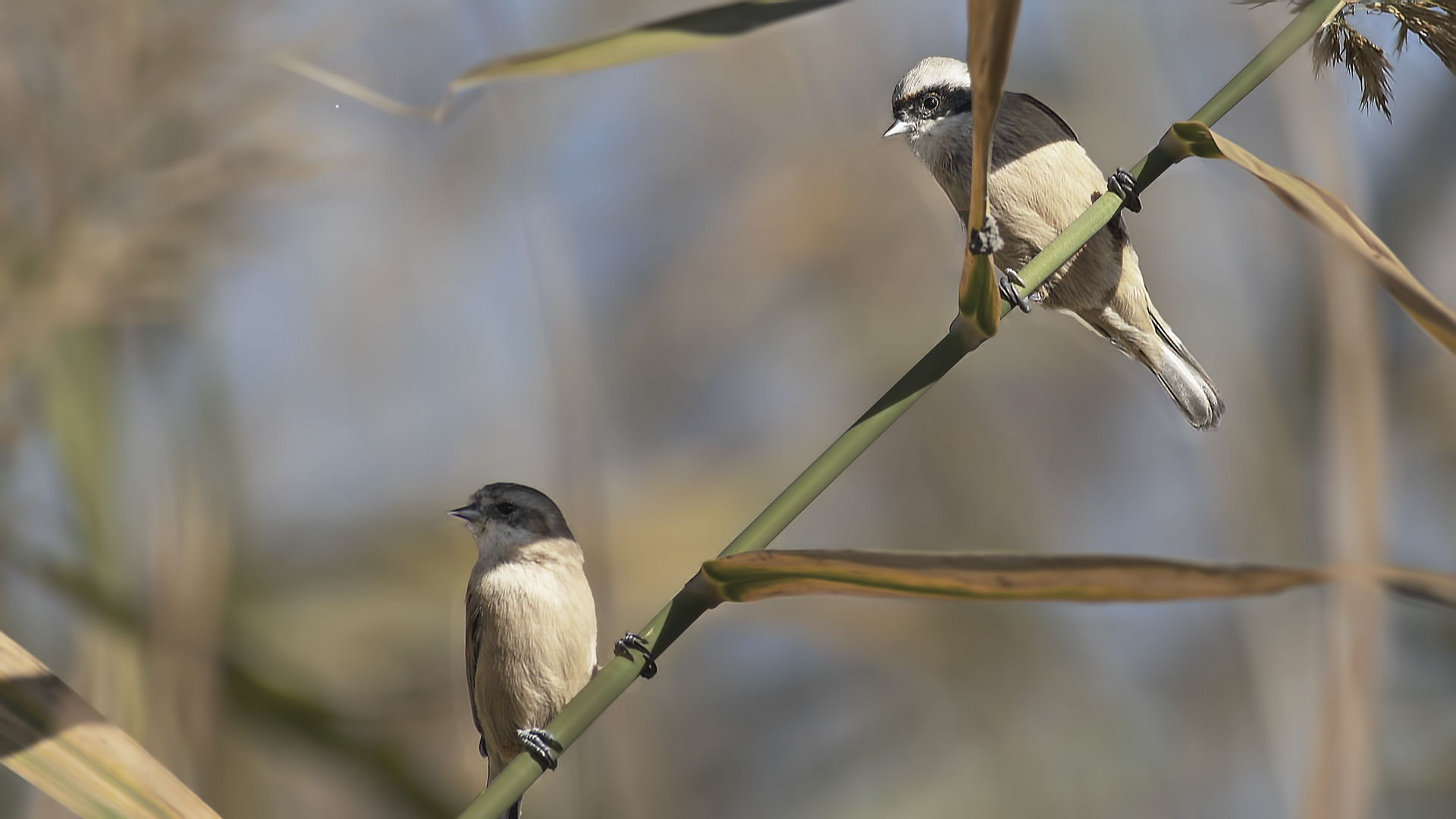 Eurasian Penduline-Tit