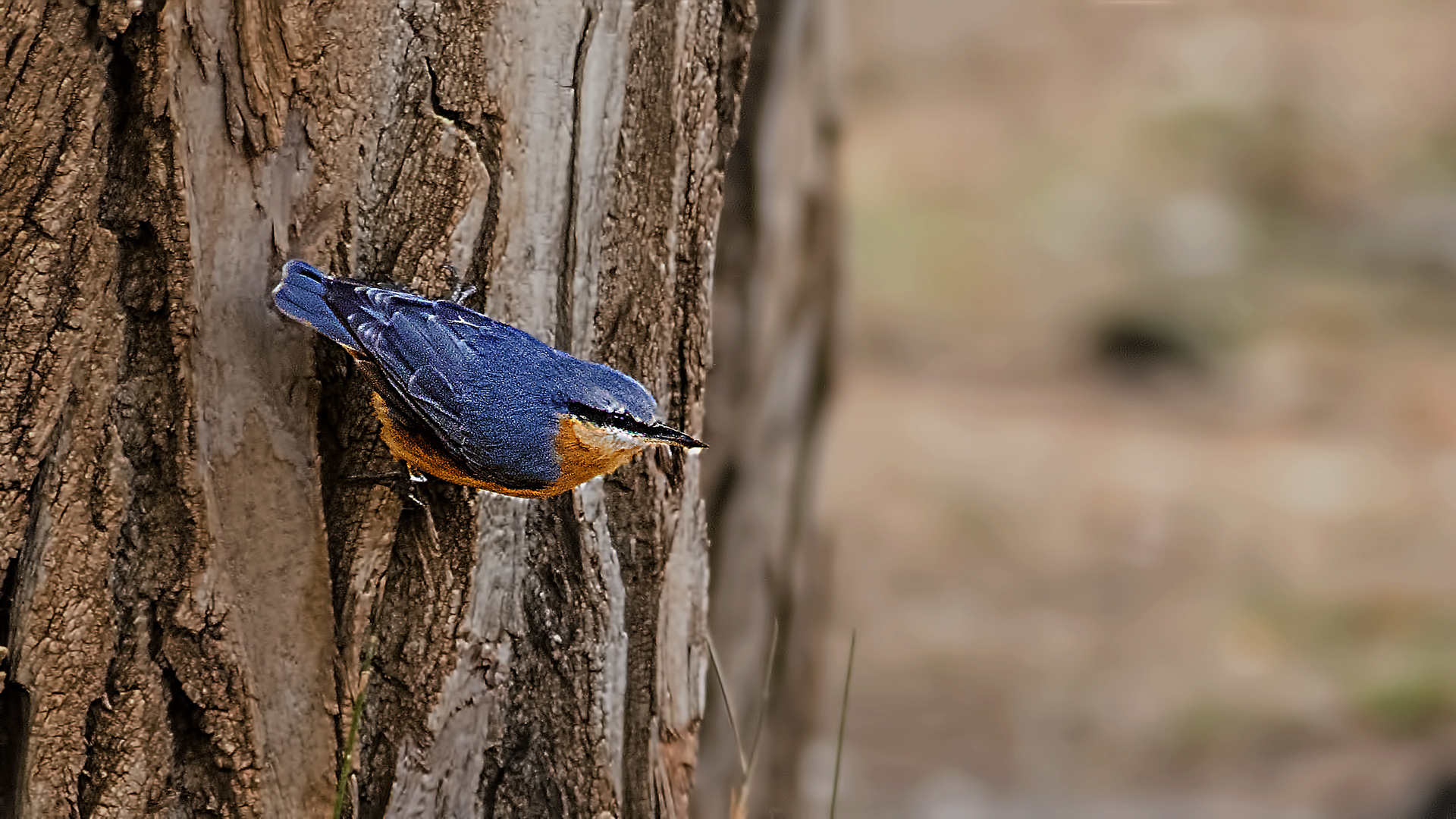 Eurasian Nuthatch
