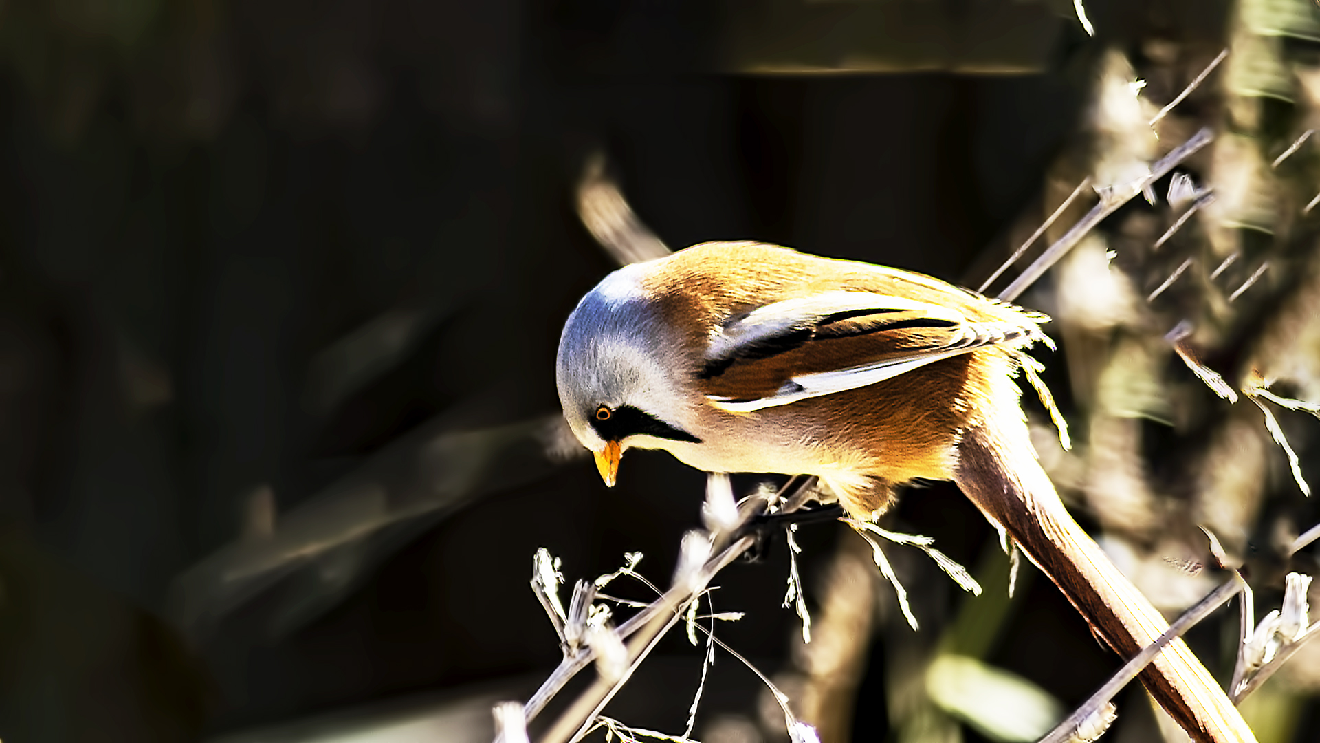 Bearded Reedling
