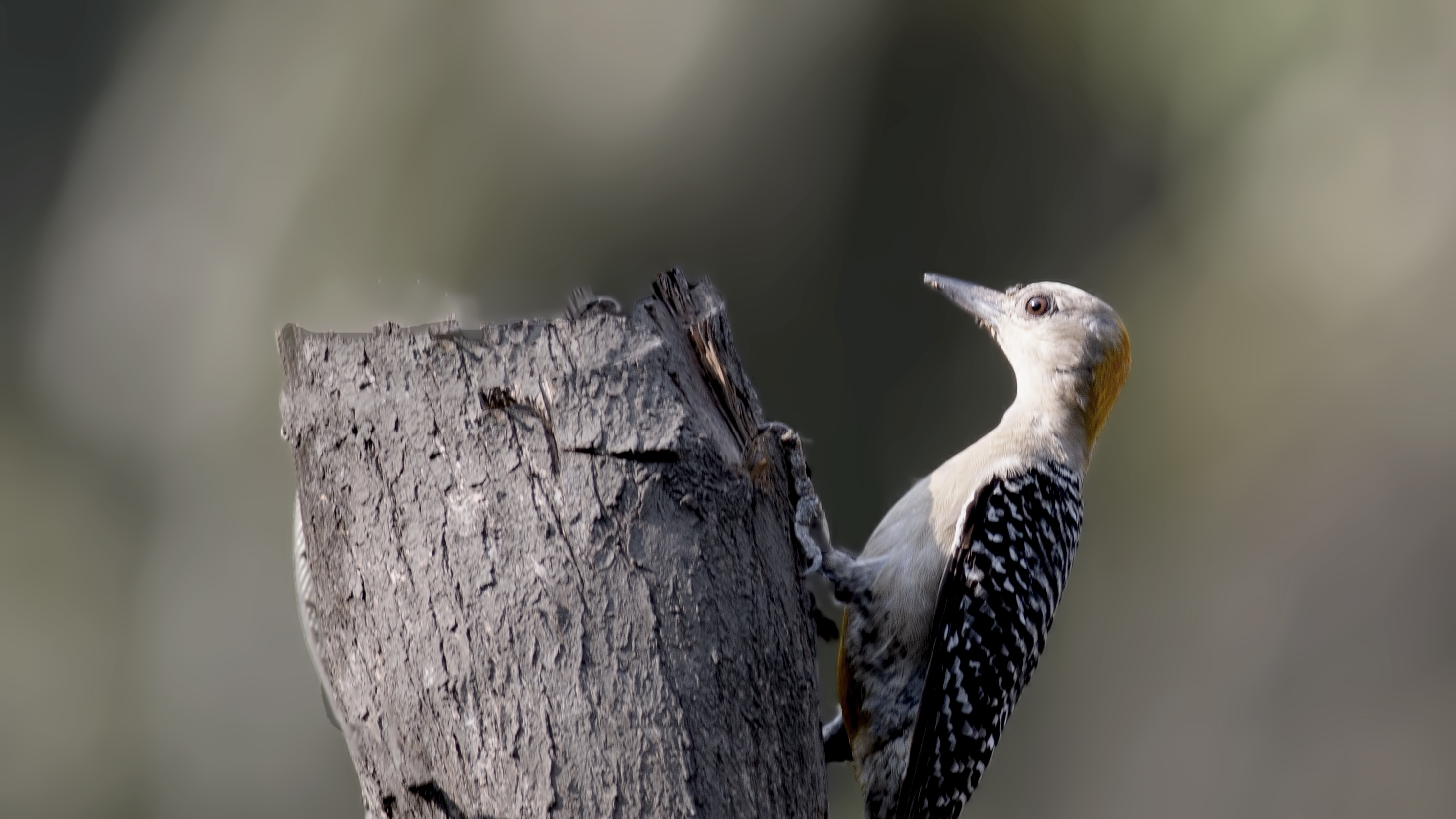 Hoffmann's Woodpecker
