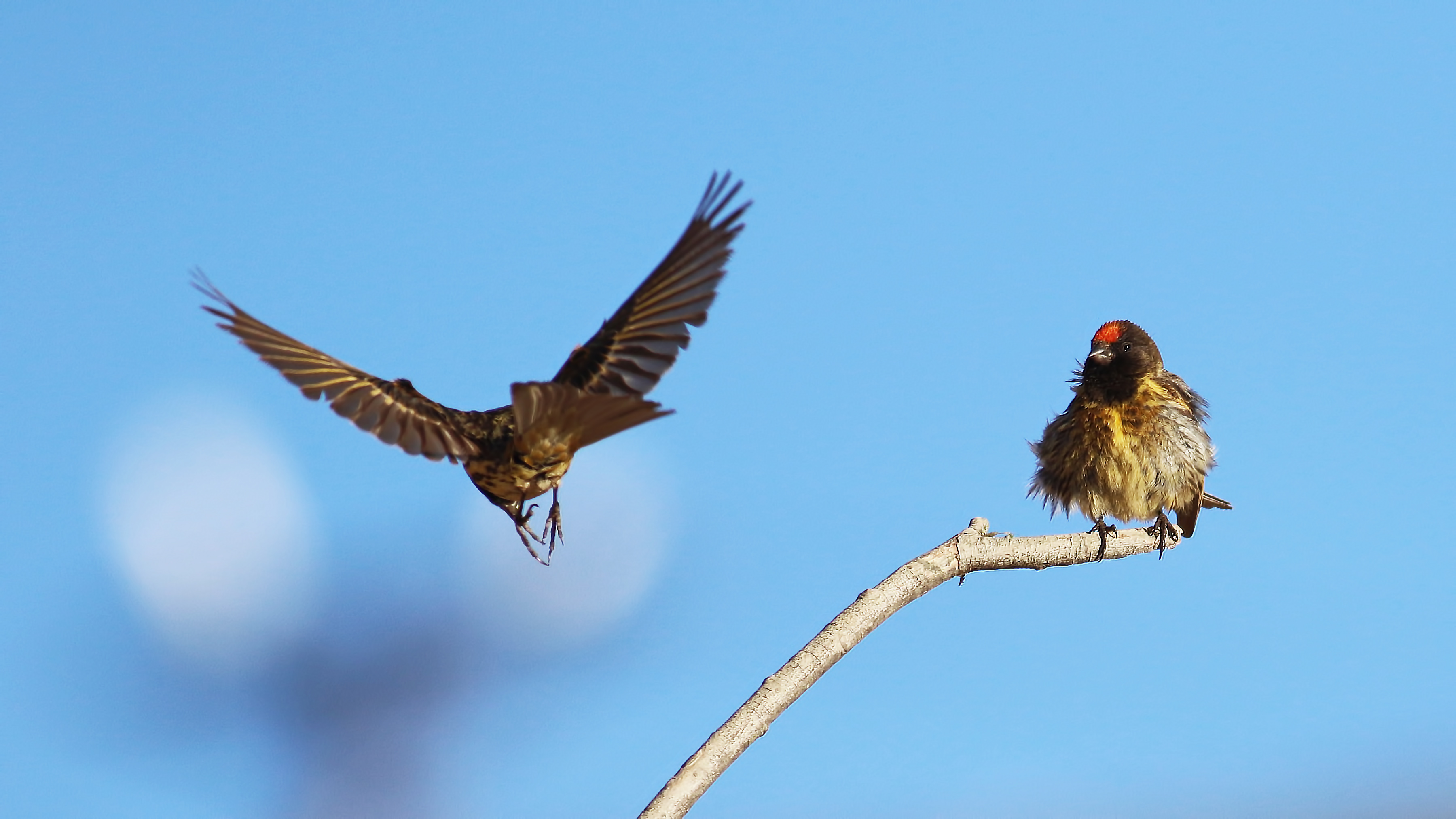 Fire-fronted Serin