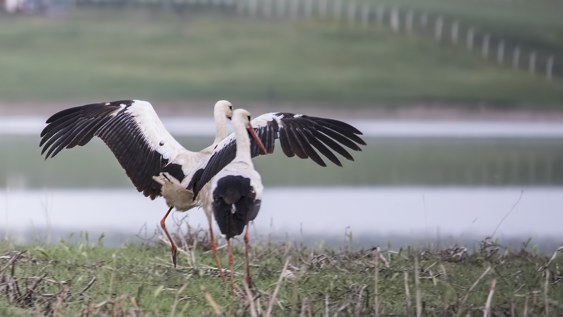 White Stork