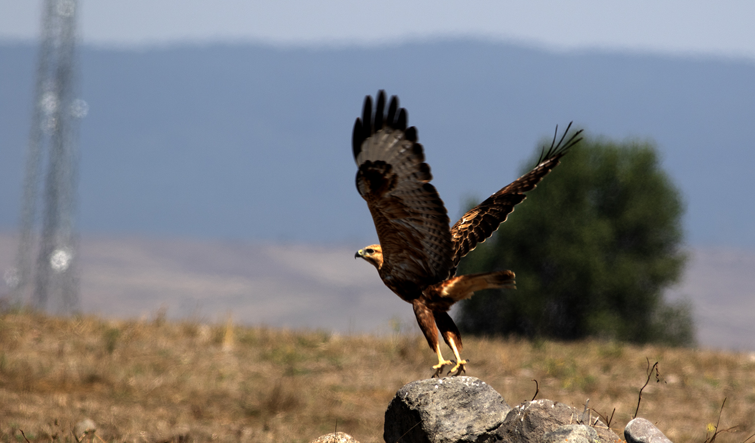 Long-legged Buzzard
