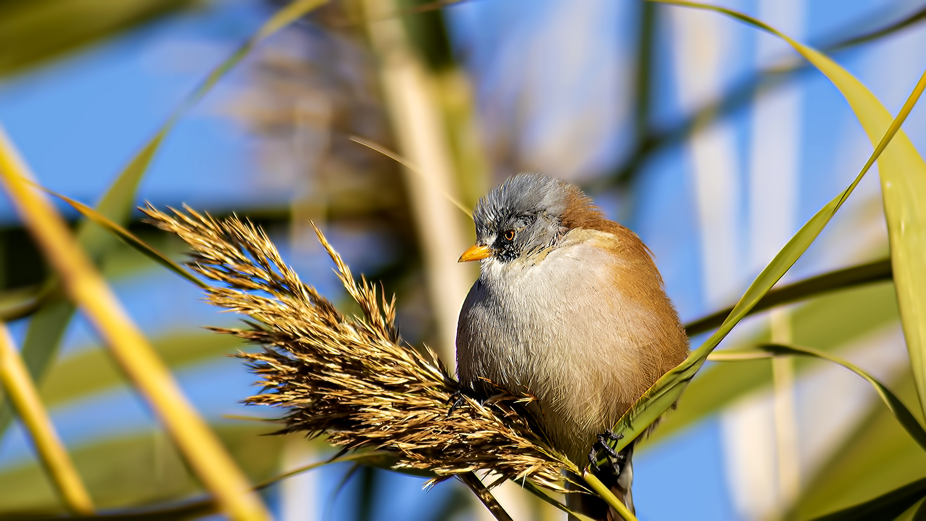 Bearded Reedling