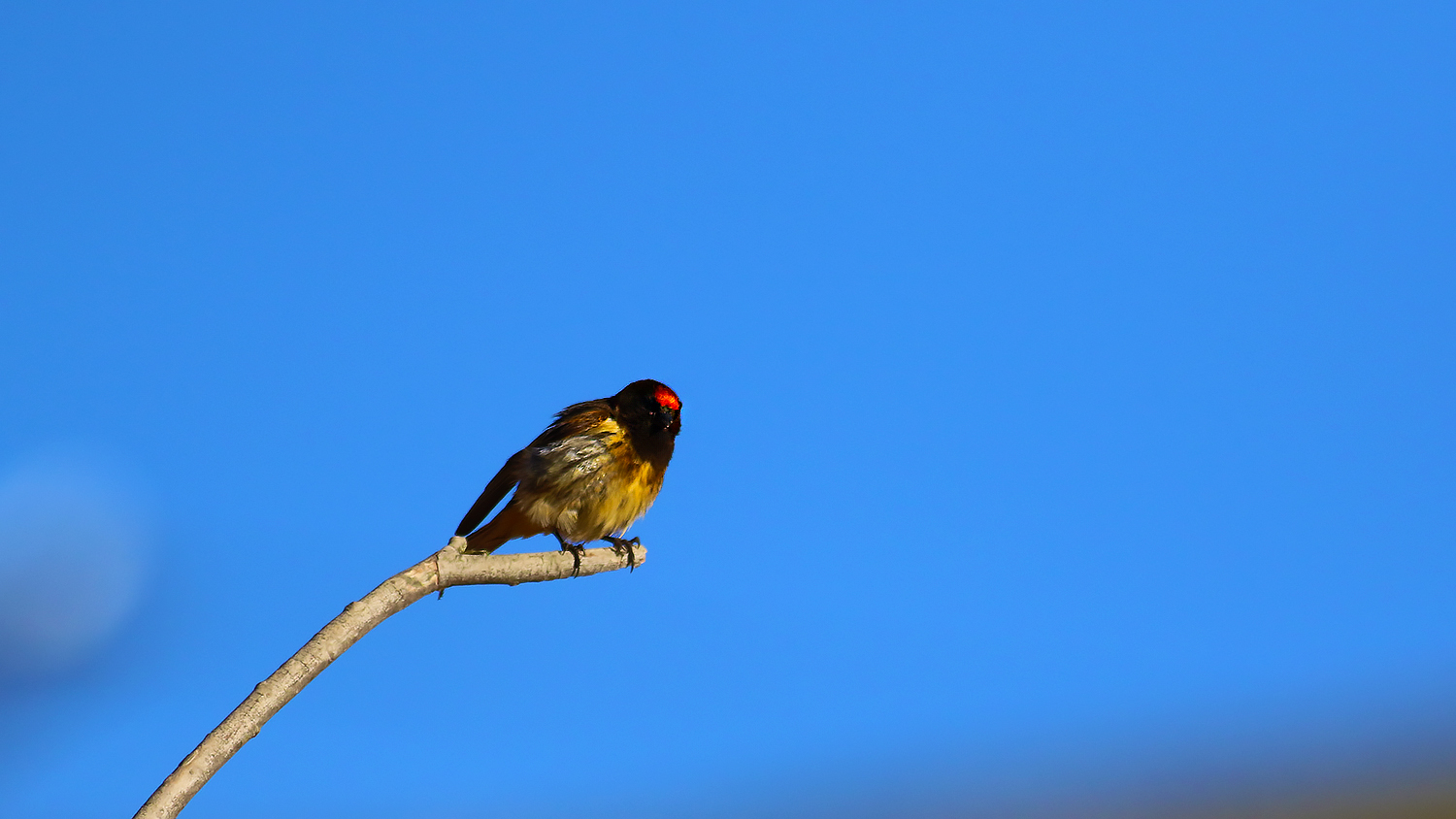 Fire-fronted Serin