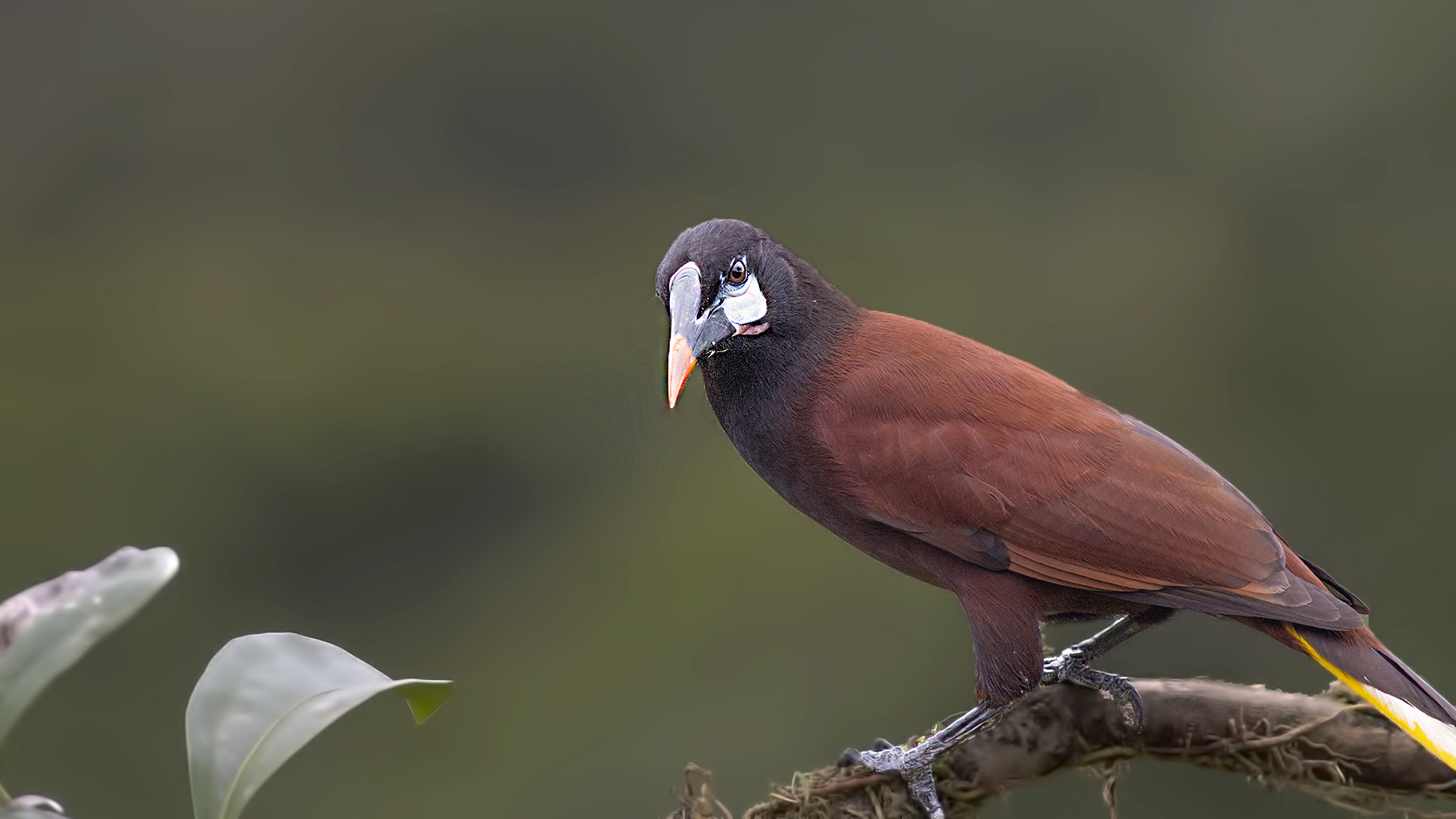 Montezuma Oropendola