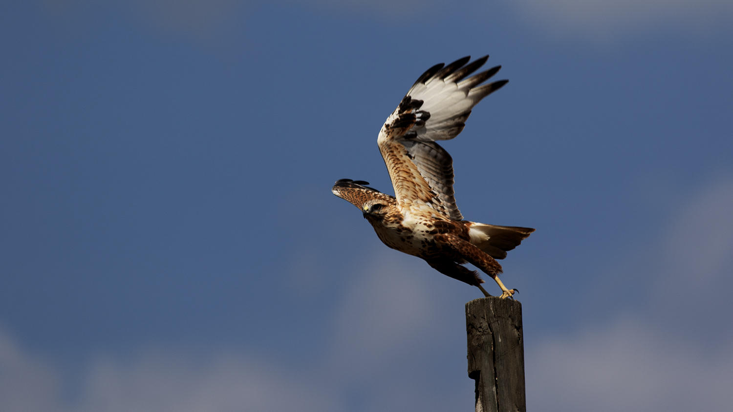 Long-legged Buzzard