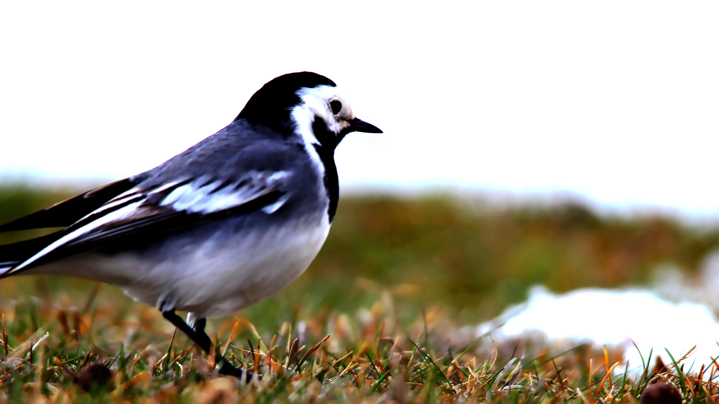 White Wagtail — Ana fotoğraf