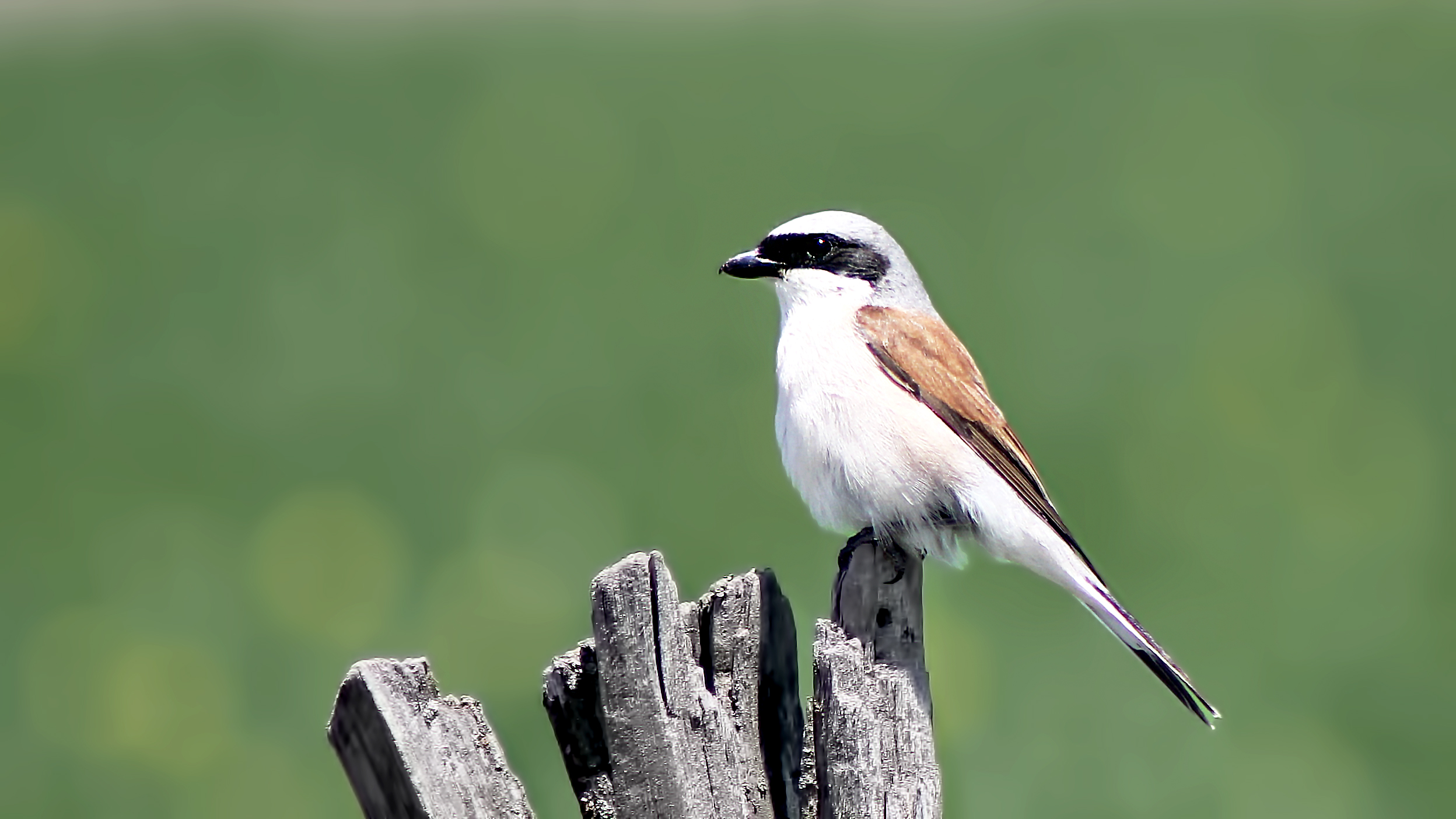 Red-backed Shrike — Ana fotoğraf