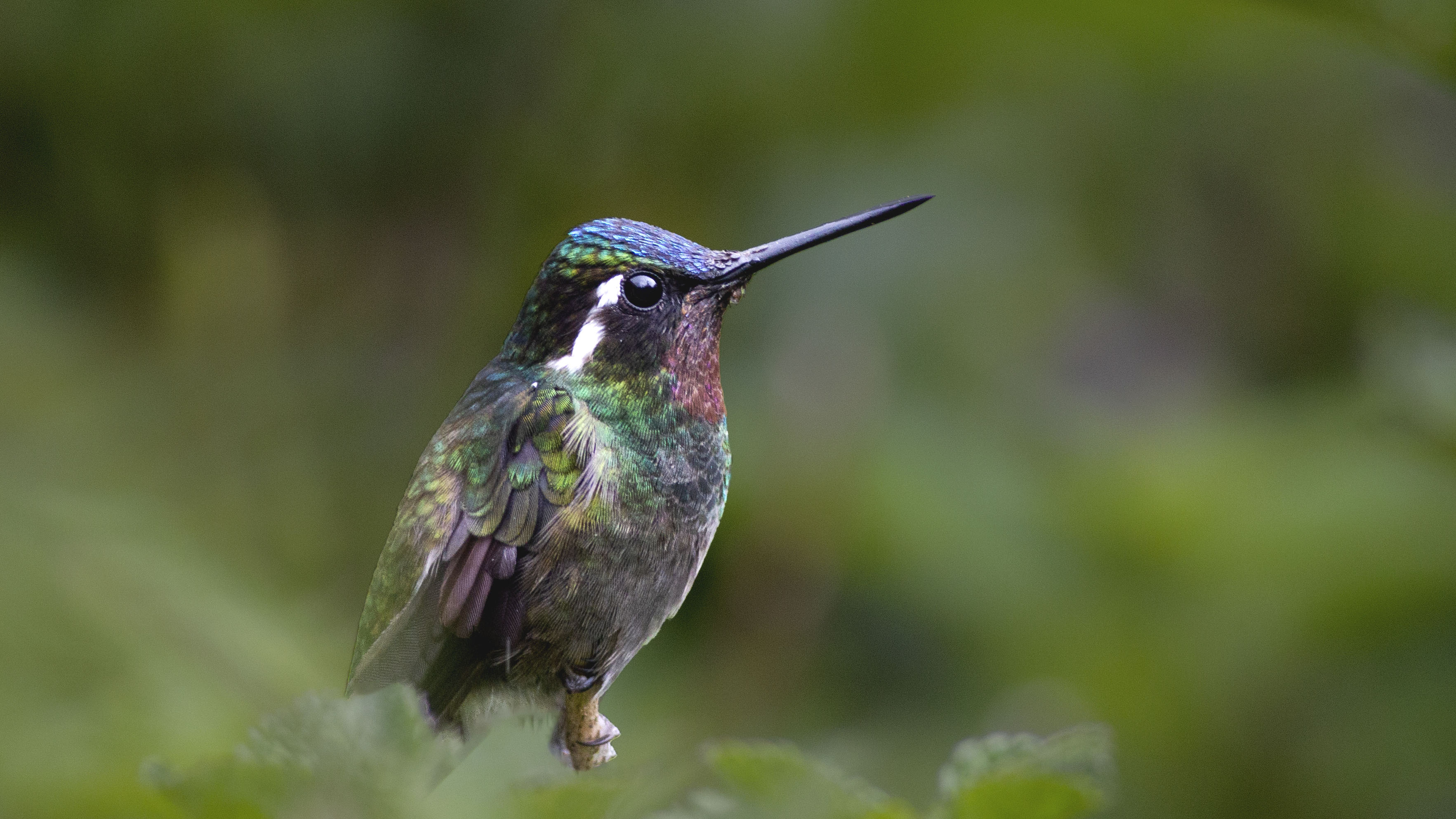 Purple-throated Mountain-gem