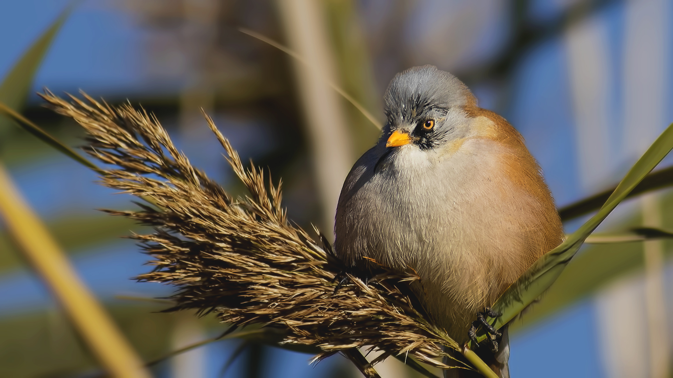 Bearded Reedling