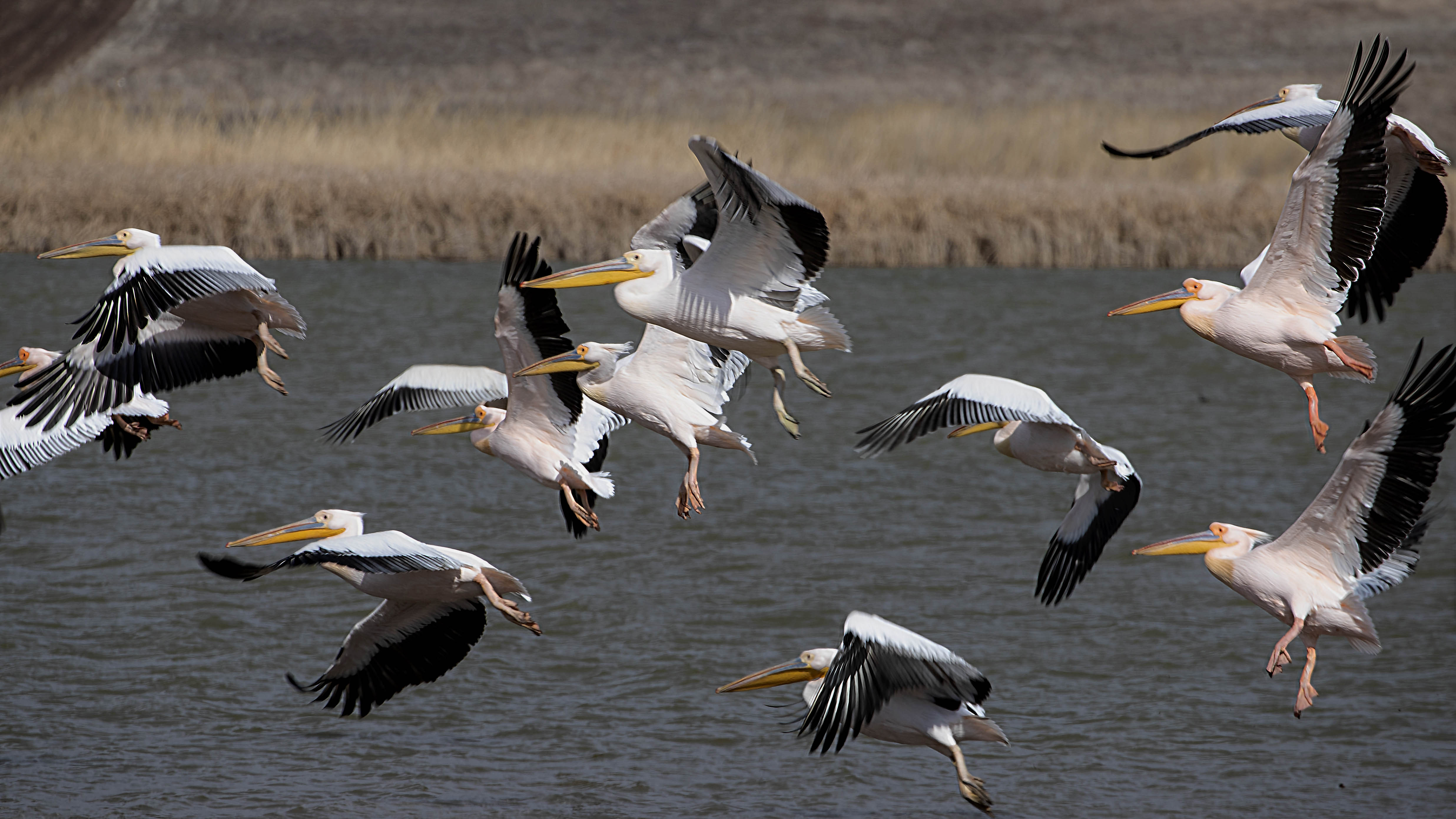 Great White Pelican