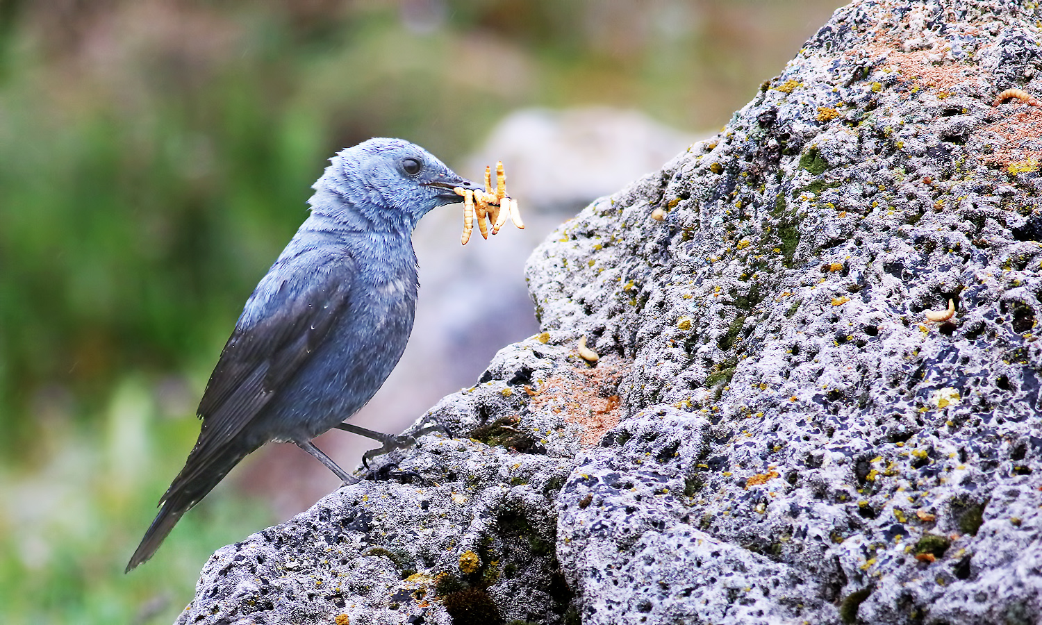 Blue Rock-Thrush