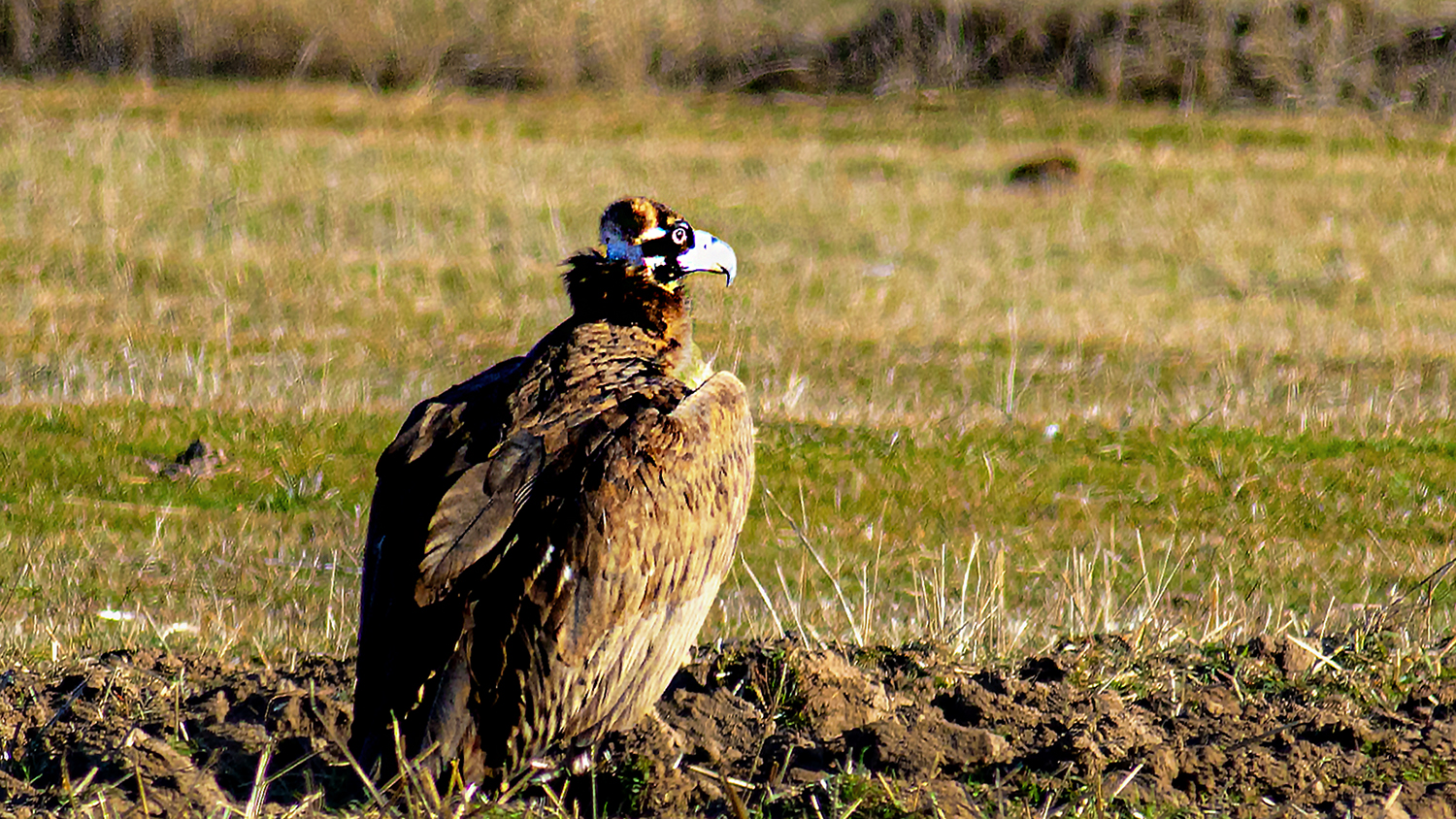 Cinereous Vulture