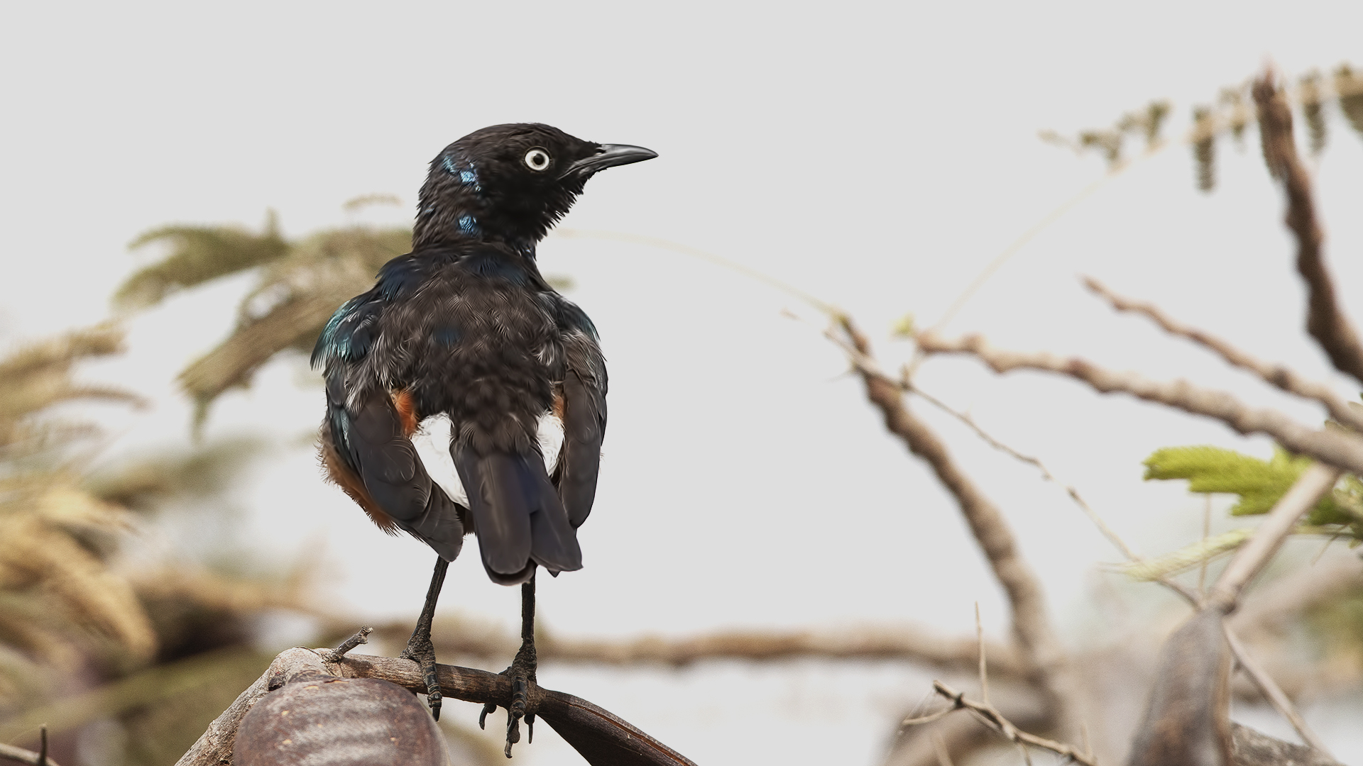 Superb Starling — Ana fotoğraf
