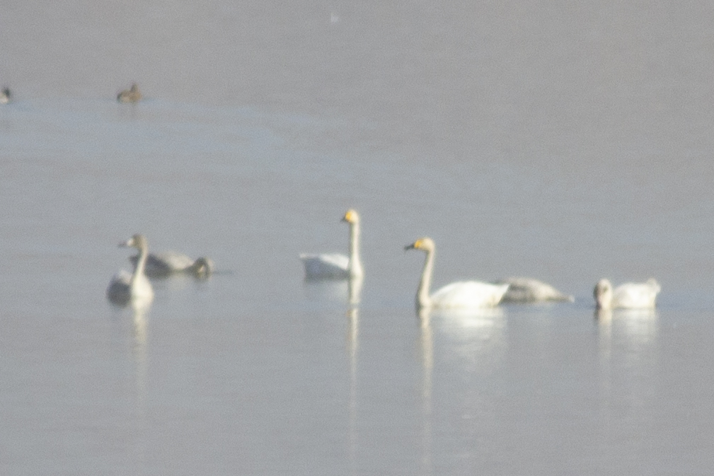 Whooper Swan