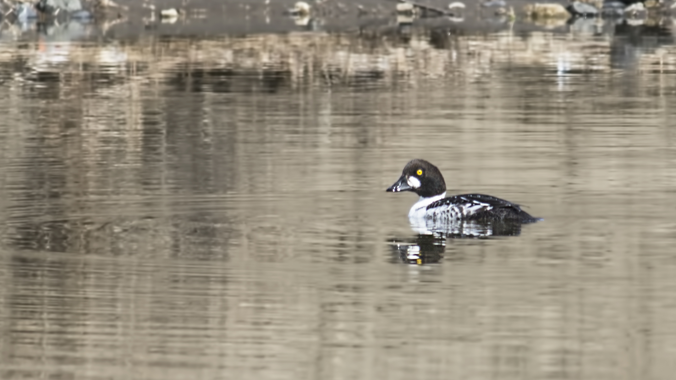 Common Goldeneye