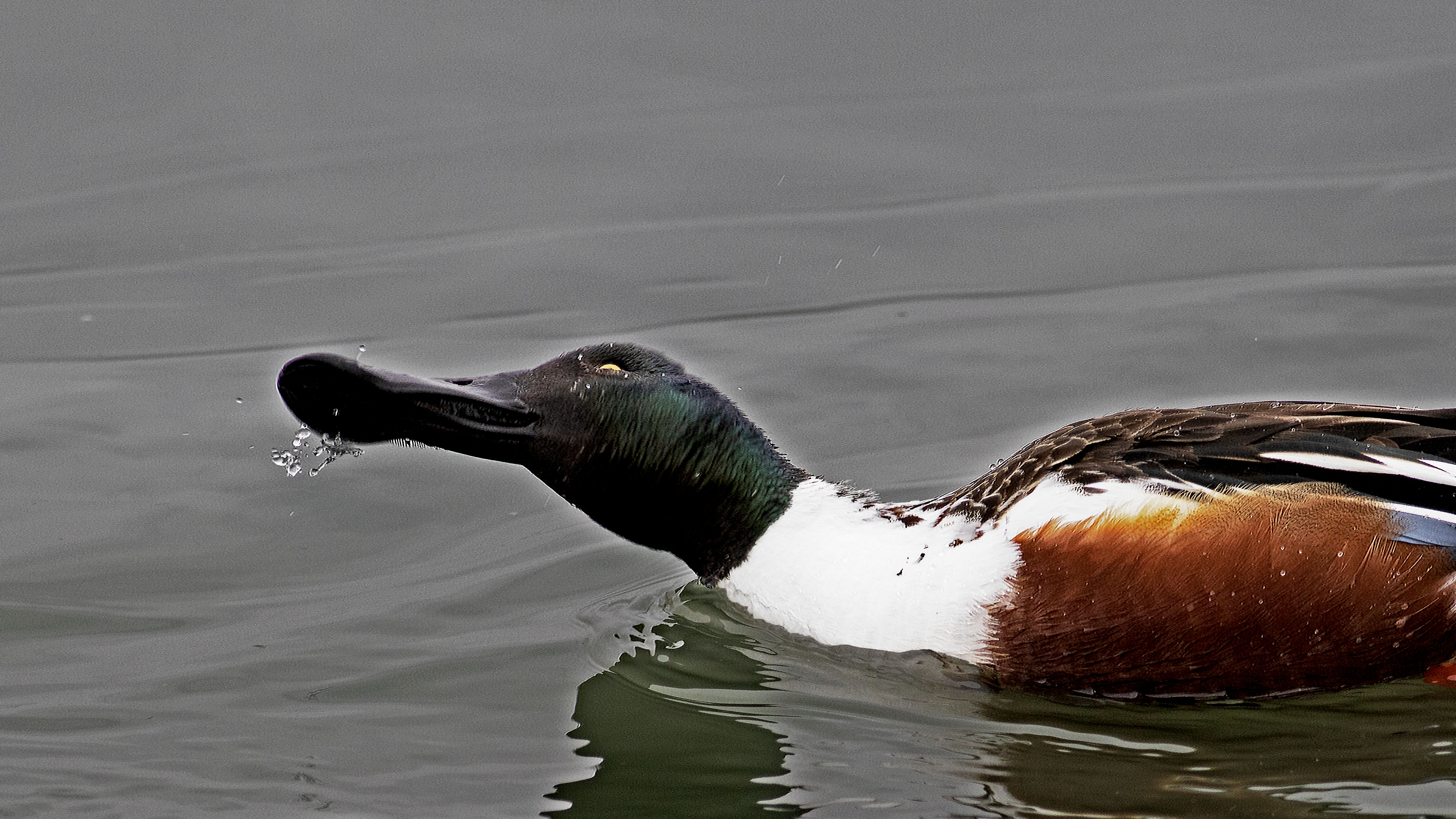 Northern Shoveler