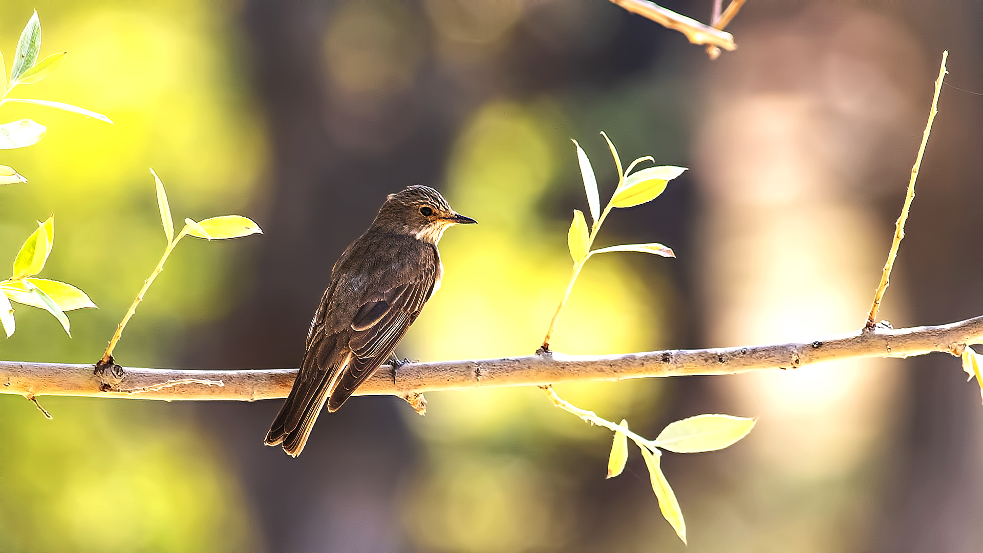 Spotted Flycatcher