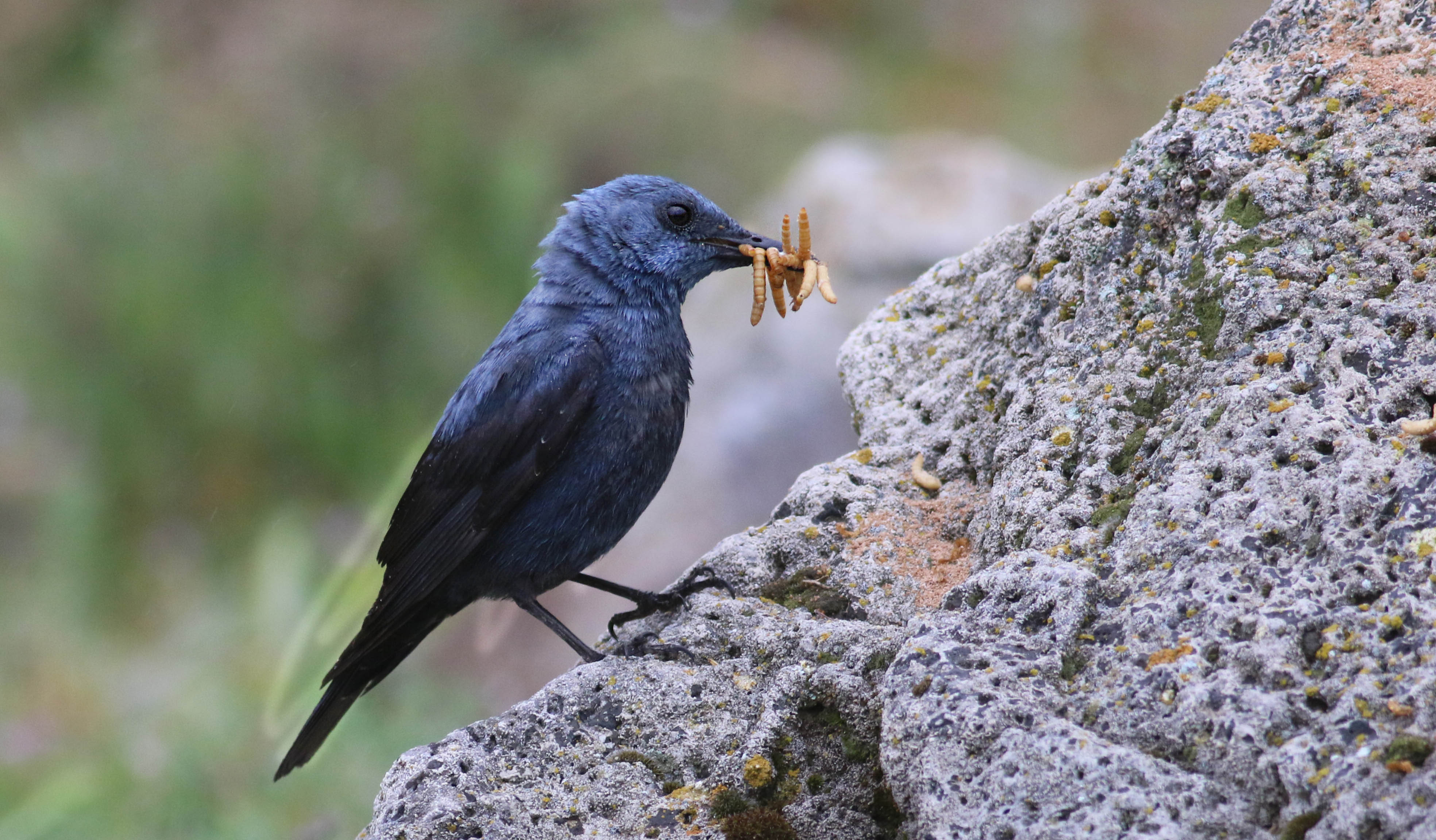 Blue Rock-Thrush