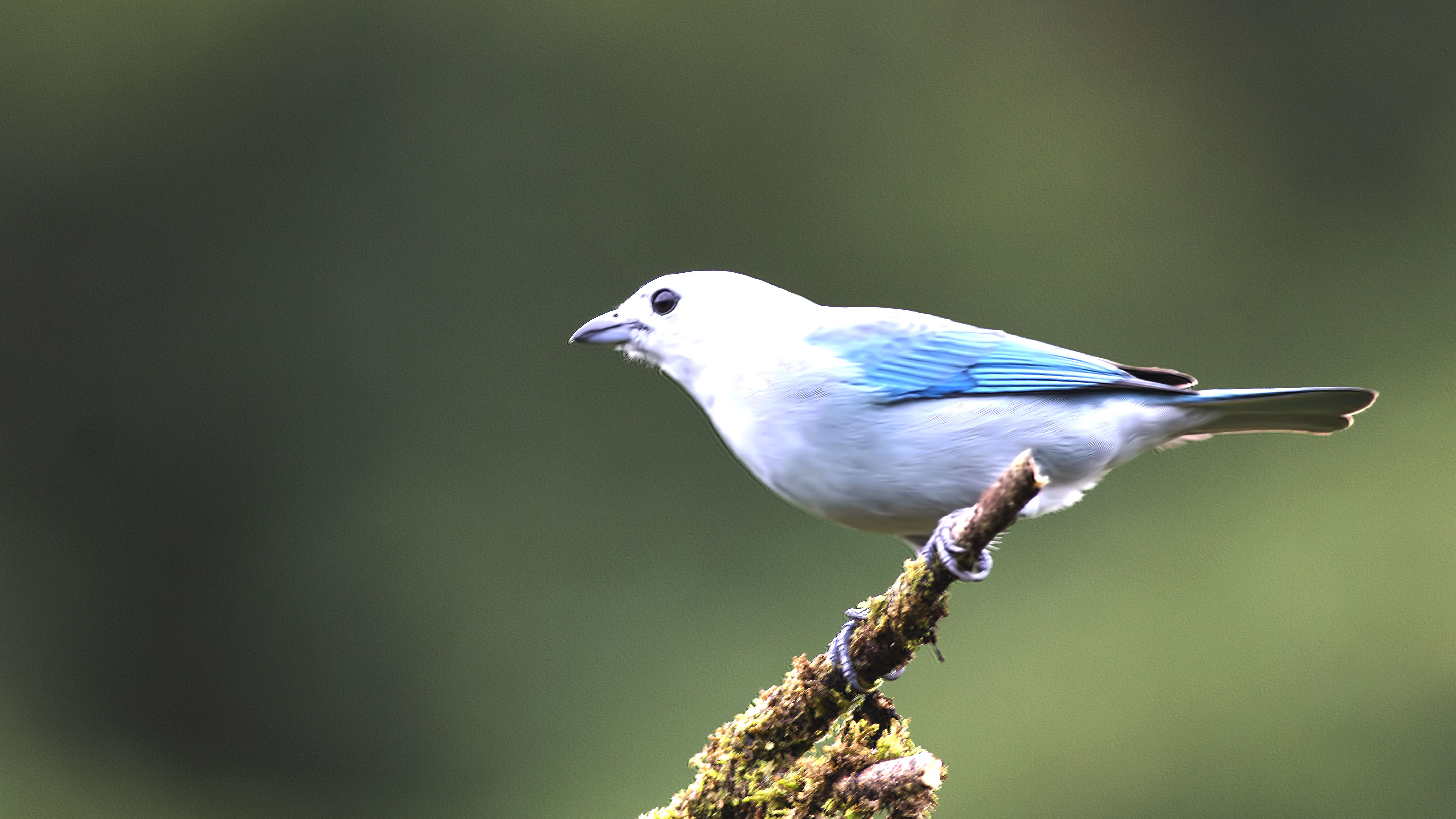 Blue-gray Tanager