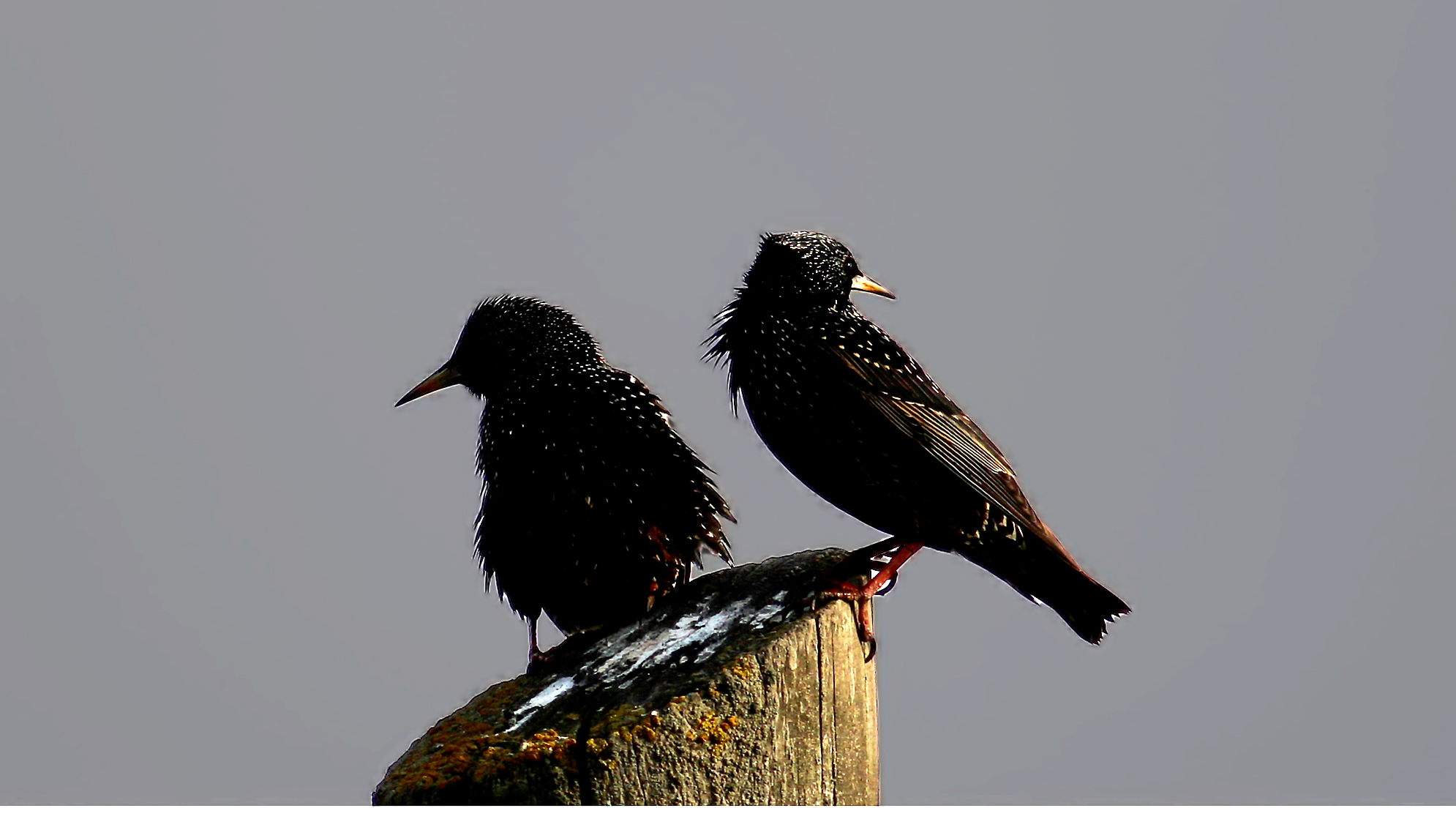 European Starling — Ana fotoğraf