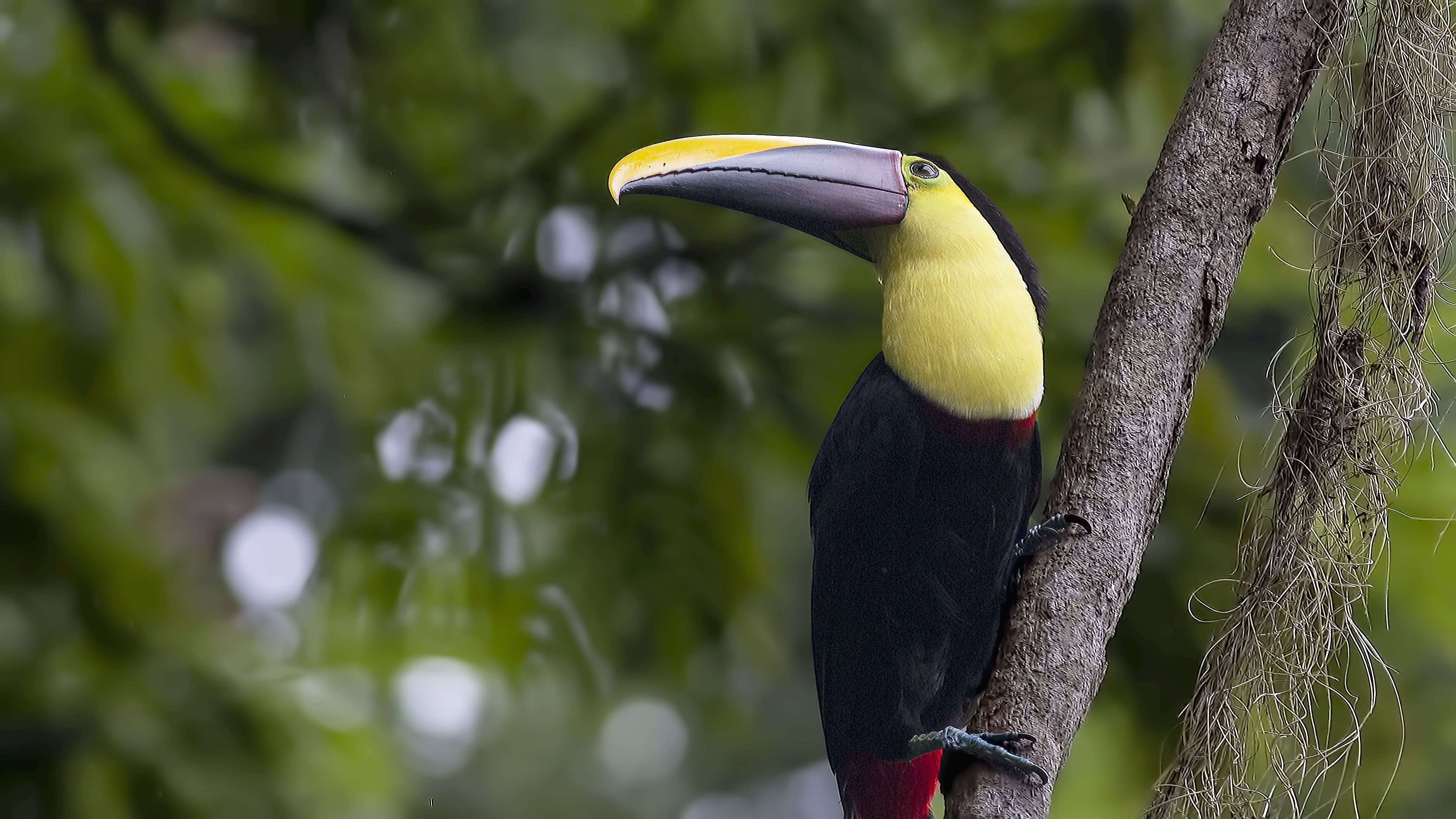 Yellow-eared Toucanet