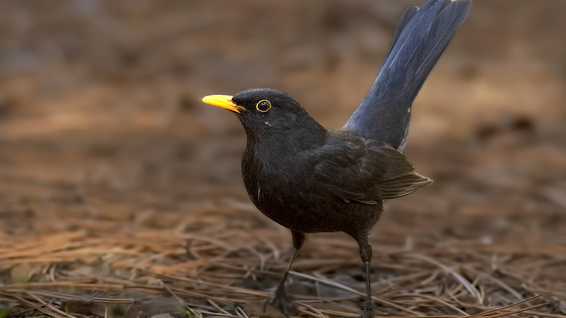Eurasian Blackbird