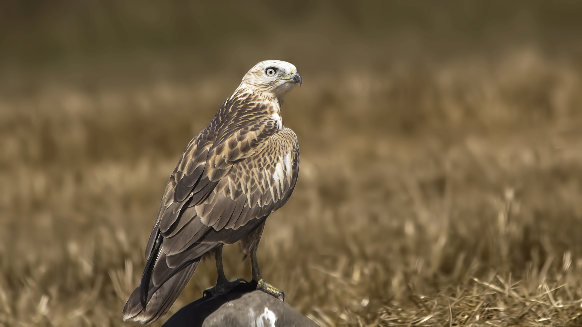 Long-legged Buzzard