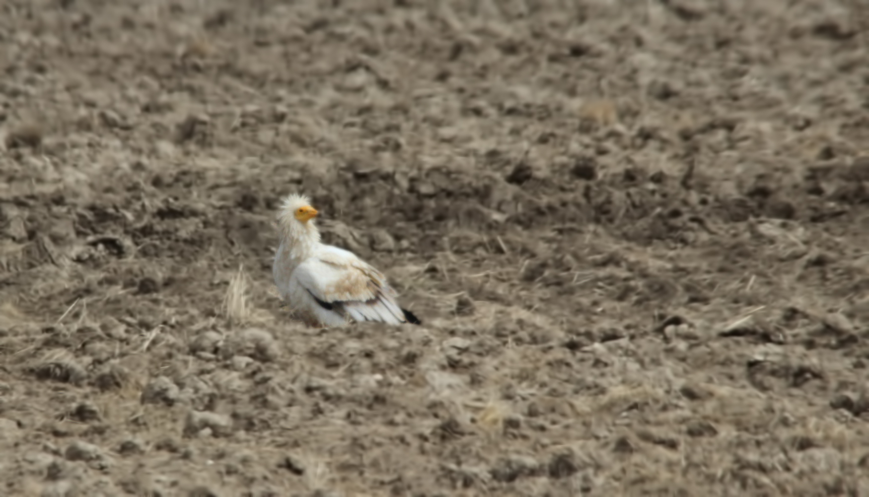 Egyptian Vulture
