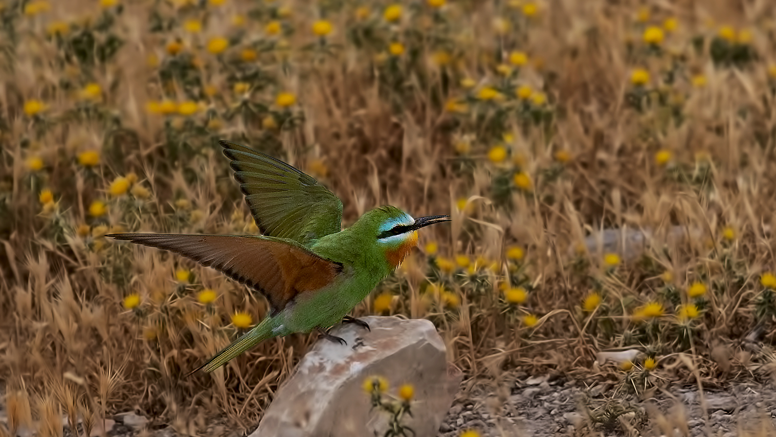 Blue-cheeked Bee-eater